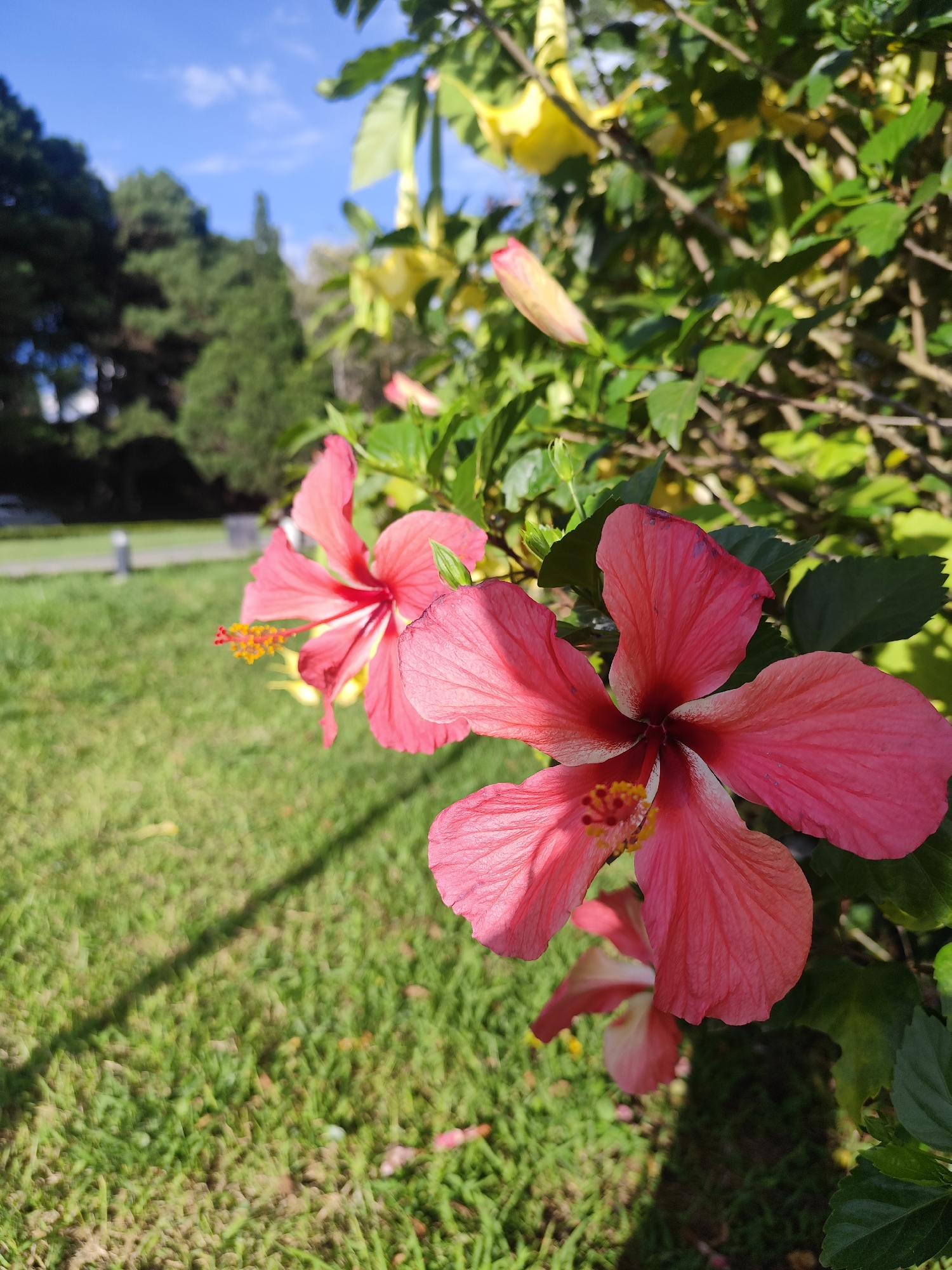 This image captures a close-up view of vibrant pink hibiscus flowers in full bloom, set against a backdrop of lush green grass and a clear blue sky. The flowers are the central focus, with their delicate petals and prominent yellow stamen clearly visible. Behind the hibiscus bush, a patch of sunlight illuminates the grass, creating a dappled effect with shadows cast by unseen objects. In the distance, trees and a hint of urban structure suggest an outdoor setting within a city, possibly a park or garden. The overall impression is one of natural beauty and tranquility. Based on the distinctive flora and the presence of what appears to be manicured parkland with mature trees, this scene is likely located in the city of Da Lat, Vietnam, known for its abundant flowering plants and cool, highland climate that supports such vegetation.