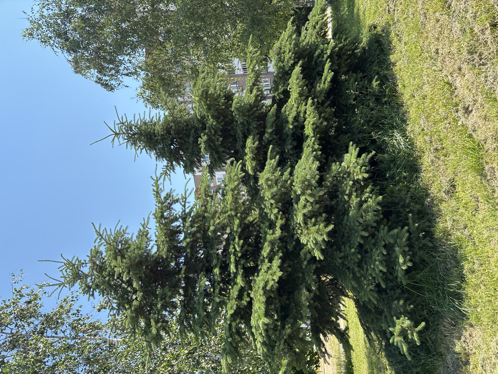 A vertical, eye-level, medium shot captures a row of lush, green evergreen trees with a patch of dry grass and a building in the background. The trees are dense with needle-like leaves and cast shadows onto the sunlit grass. The grass to the right of the trees is a mix of dry and green, suggesting a warm, dry season. Behind the trees, a light-colored building with multiple windows is partially visible. The sky above is a clear, bright blue, indicating a sunny day. The overall impression is one of a tranquil outdoor scene, likely taken during daylight hours. There is no text visible in the image.