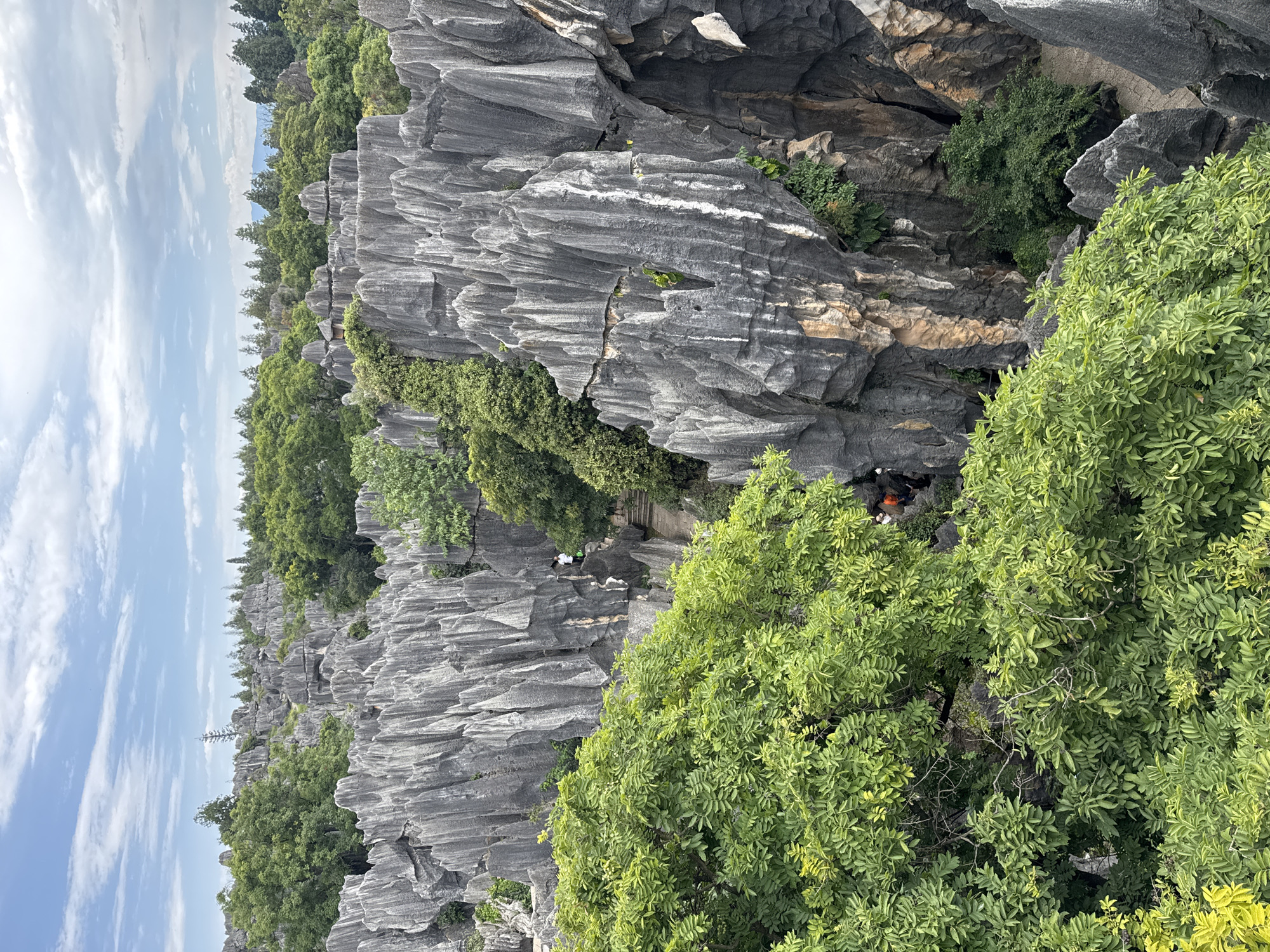 The image depicts the Stone Forest National Geopark in Kunming, China, a karst landscape characterized by towering, sharp limestone formations. Lush green trees and vegetation contrast with the grey rock formations, with some trees growing directly out of the rocks. The sky above is partly cloudy with a pale blue hue. In the mid-ground, a stone pathway winds through the formations, and several individuals are visible walking along it. One person in a white shirt stands atop a rock formation, looking out at the scenery. In the foreground, a dense canopy of vibrant green leaves obscures part of the view. The overall scene is one of natural grandeur and a popular tourist destination.