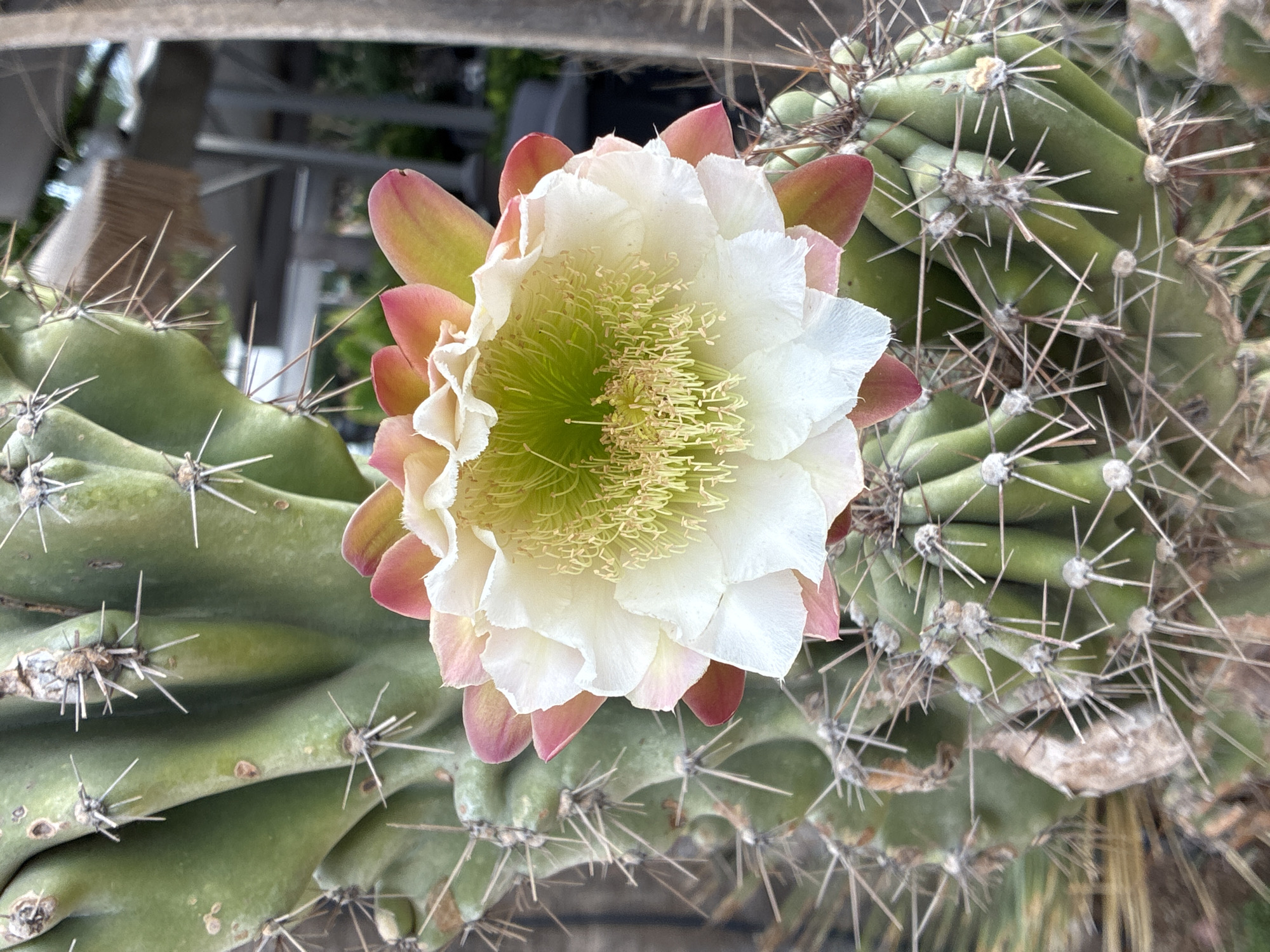 A close-up, eye-level shot captures a blooming cactus flower in Alanya, Turkey. The flower, a vibrant display of white petals tinged with pink at the edges, unfurls its delicate layers to reveal a central cluster of bright green pistils and yellow stamens. The flower is positioned against the textured, green body of the cactus, which is adorned with sharp, white spines. Smaller, developing cactus buds are visible below the main bloom, also covered in spines. The background is blurred, suggesting an outdoor setting, possibly a garden or park in Alanya, with hints of structures and foliage. The lighting is natural, highlighting the intricate details of the cactus and its flower.