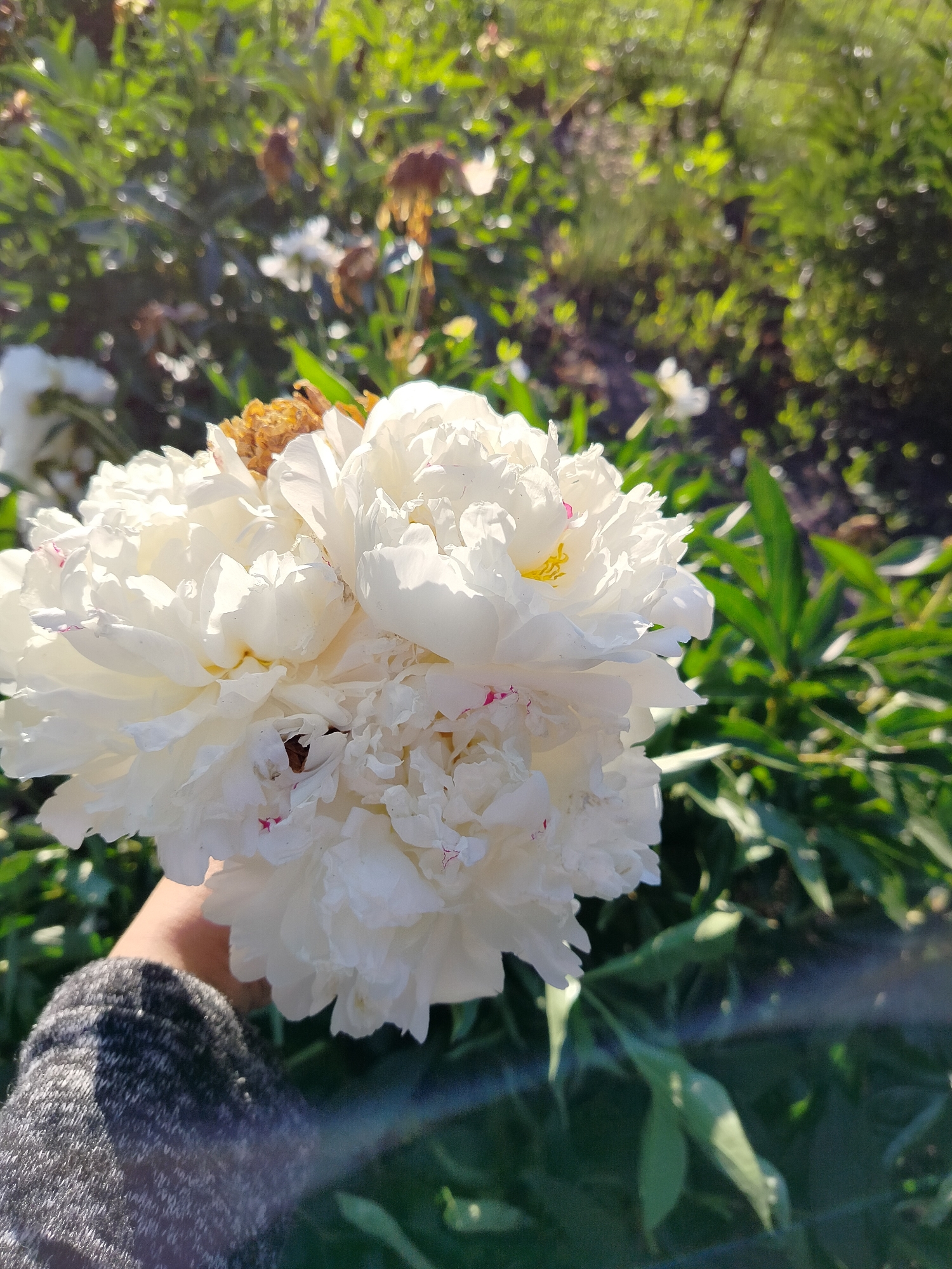 A hand, wearing a grey and white knitted sweater, is holding a large, fully bloomed white peony flower. The peony is predominantly white with some subtle pinkish hues and hints of yellow in its center. The flower is dense and layered, with many petals creating a full, lush appearance. A few dry, brown floral remnants are visible within the bloom.
The background is a garden setting, bathed in warm sunlight. Lush green foliage forms the backdrop, with some plants appearing slightly out of focus due to the shallow depth of field. The sunlight filters through the leaves, creating bright highlights and a bokeh effect. The overall impression is of a bright, sunny day in a garden. Given the location context of Вазерки, Russia, this scene likely captures a summer garden in bloom. The lighting suggests it could be late afternoon or early morning when the sun is at a lower angle, casting long shadows and creating a warm glow. The image evokes a sense of natural beauty and tranquility. There is no visible text in the image.