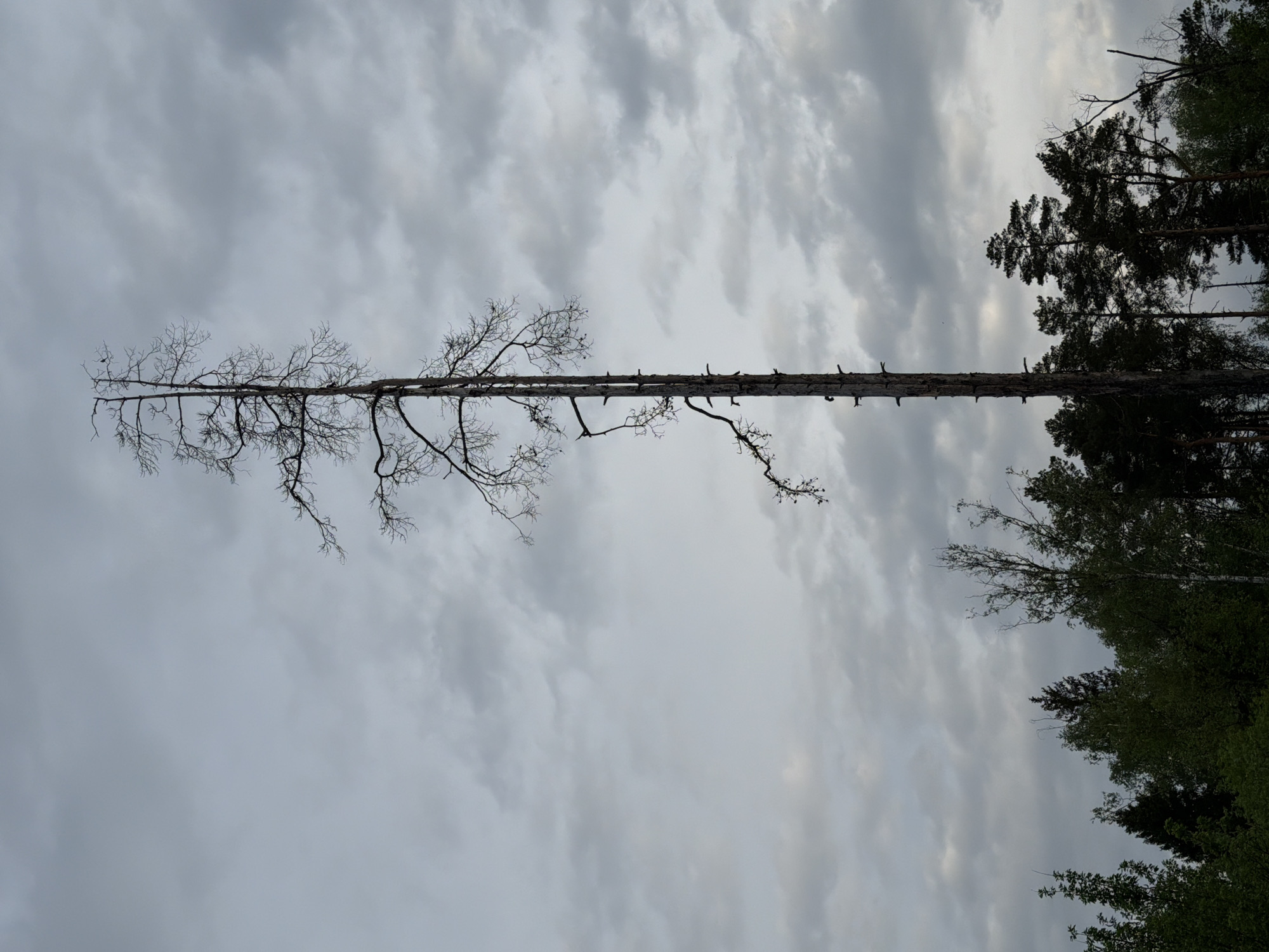 The image depicts a tall, leafless tree standing upright against a cloudy sky. To the right of the bare tree, there are other trees with green foliage. The scene appears to be set in a wooded area. The location is Unknown, Unknown.