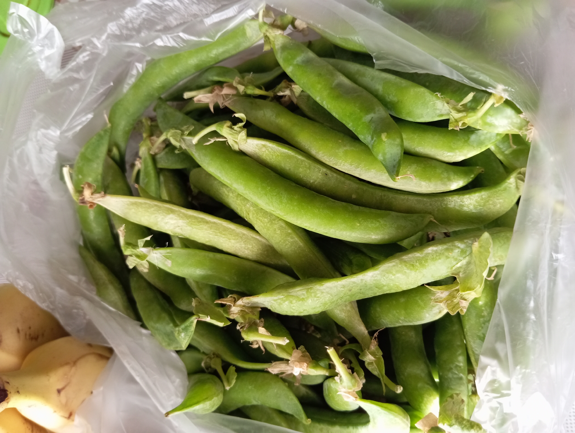 In the city of Zaporizhzhia, Ukraine, a close-up, overhead view captures a bounty of fresh green pea pods contained within a clear plastic bag. The pods, varying slightly in size and shade of green, are plump and appear to be recently harvested. Some pods show the remnants of their stems and blossoms, indicating freshness. The transparent plastic bag, creased and slightly wrinkled, allows for a clear view of the peas while also reflecting some light. In the upper left corner of the image, partially visible and out of focus, are two yellow bananas. The background consists of the plastic bag and a hint of a surface below, suggesting the items are likely on a table or counter. The overall impression is one of fresh produce, possibly ready for preparation or sale.