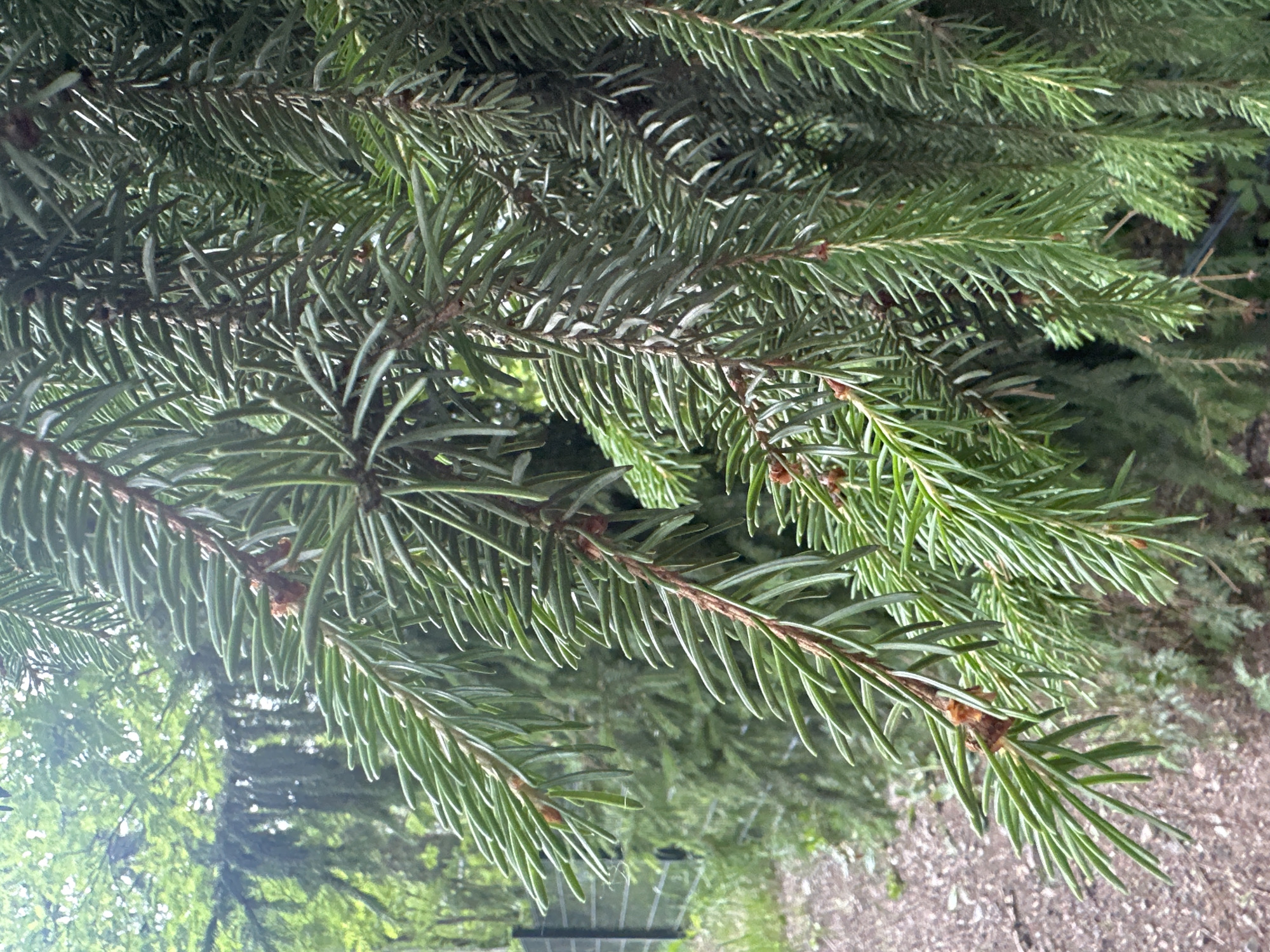 The image is a close-up, vertically oriented shot of spruce tree branches. The foreground is dominated by lush green needles, densely packed on dark brown stems. The needles are short and pointed, characteristic of spruce trees. In the background, other spruce branches are visible, creating a layered effect of green. The lighting suggests it is daytime, possibly overcast or in shade, as there are no harsh shadows. The ground beneath the trees appears to be a mix of dirt and gravel, with some sparse green vegetation. A dark, rectangular object, possibly a planter or garden accessory, is partially visible in the lower part of the frame, reflecting some of the green foliage. The overall impression is one of natural foliage, with no people or explicit activity taking place. The focus is entirely on the texture and color of the evergreen needles and branches.