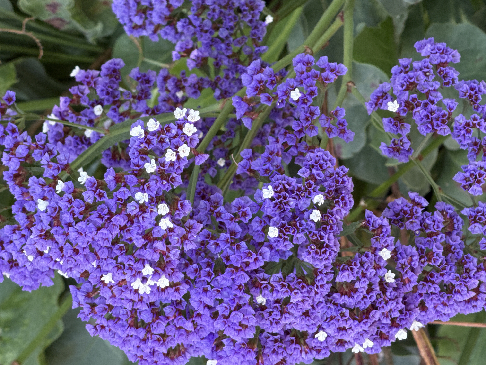 This media file is a close-up, high-angle shot of a cluster of purple flowers with small white centers. The flowers are densely packed on thin, green stems, creating a vibrant and textured display. The background consists of blurred green foliage and some dry, brown leaf-like structures. The lighting suggests it is daytime, possibly a sunny day, given the brightness and clarity of the flowers. The setting appears to be outdoors, in a garden or natural environment, and the overall mood is one of natural beauty and tranquility. There is no visible text in the image. The flowers are likely a type of statice or limonium, known for their papery, long-lasting blooms. The location context is Beverly Hills, USA.