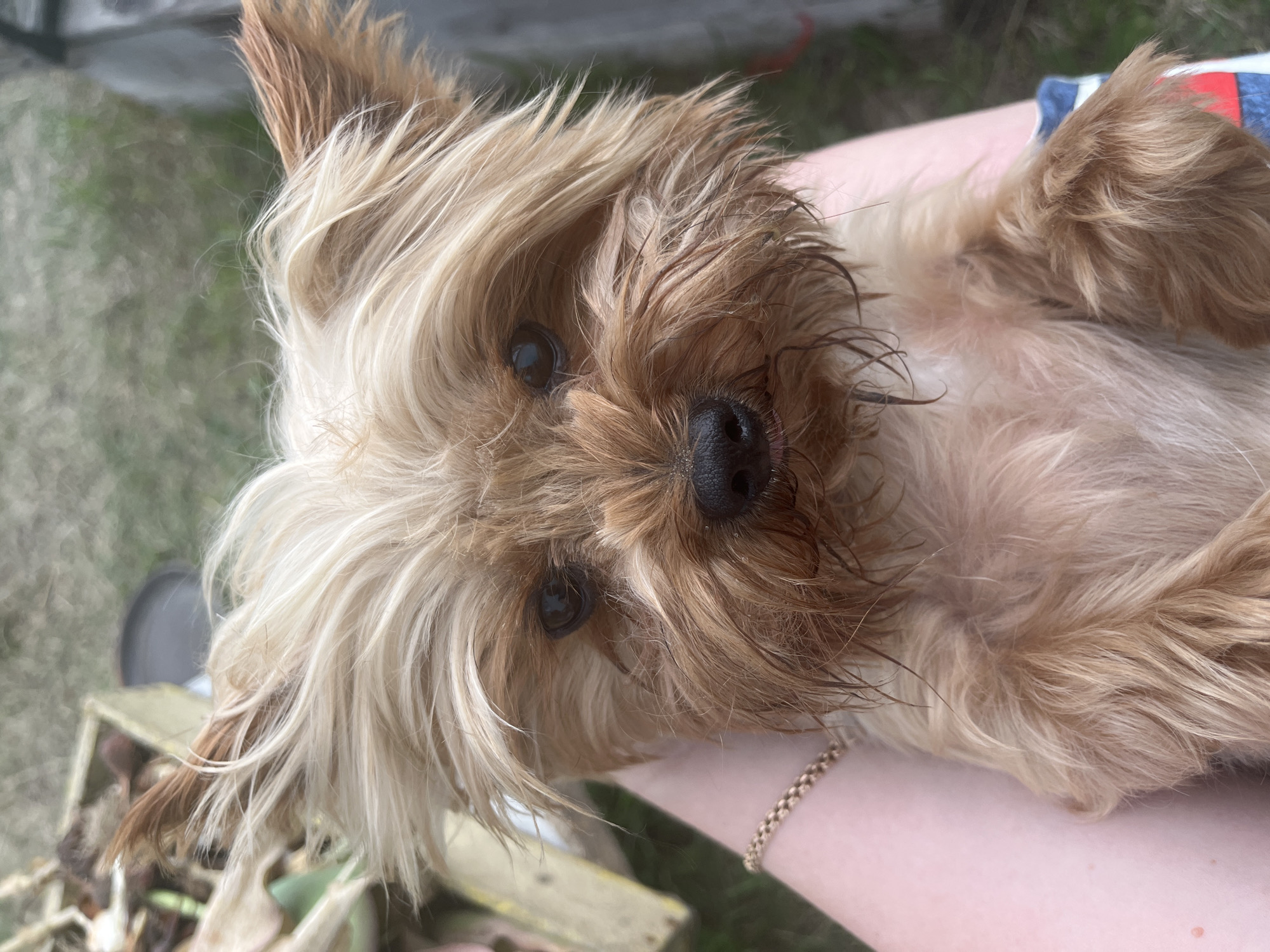 A close-up, eye-level shot captures a small, tan Yorkshire Terrier being held by a person's arm and lap. The dog's fur is light tan and blonde, with some strands appearing wet or matted around its face. Its dark eyes gaze directly at the camera. The person's arm, adorned with a delicate gold chain bracelet, is visible supporting the dog. The background is blurred, showing hints of green grass and some brown, leafy material in a light-colored container. There is no indication of the location being the city of Kovriga, Russia.