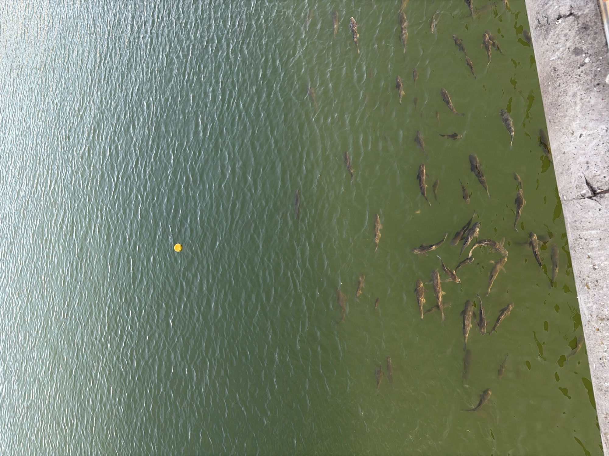An aerial view depicts a body of water, possibly a lake or river, with a noticeable concentration of fish visible beneath the surface on the right side. A solitary, yellow spherical object floats on the surface towards the left. A concrete structure, possibly a bridge or a quay, is partially visible on the right edge of the image. The water shows slight ripples, suggesting a gentle breeze. The fish appear to be swimming in a concentrated area near the structure.
