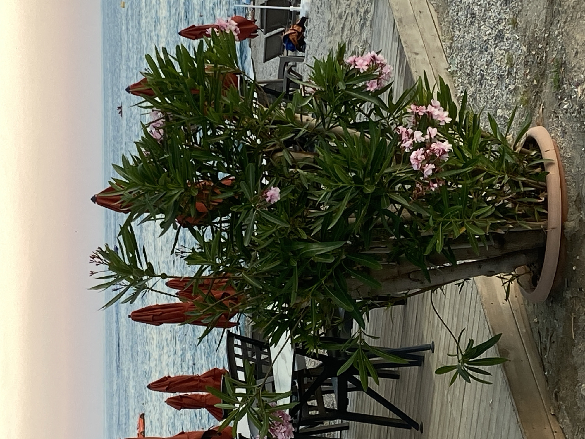 The image shows a potted oleander plant with pink flowers standing on a wooden deck next to a beach, likely in Alanya, Turkey, given the setting. In the background, the sea meets a pale sky. Red beach umbrellas are visible along the shoreline, and beach chairs and a person in a life jacket are discernible in the distance. A black metal table and chairs are positioned near the plant on the deck. To the right of the deck is a gravelly area.