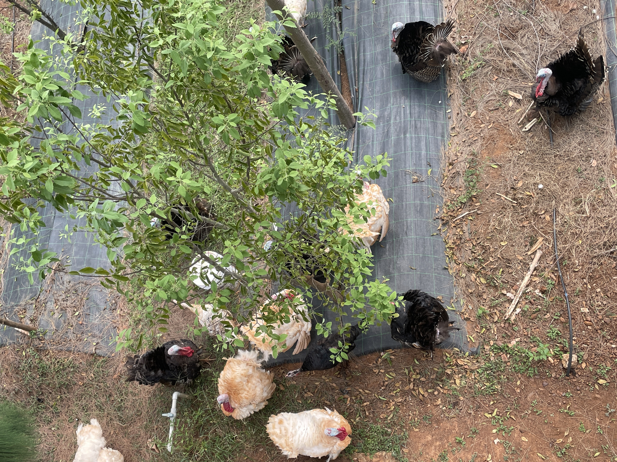 This high-angle shot captures an outdoor scene featuring several domestic turkeys in what appears to be a rural or farm setting in Dhundshi, India. The ground is a mix of reddish-brown soil, dry grass, and scattered leaves, with some sparse green vegetation.
A prominent green tree with dense foliage occupies the left side of the frame, casting shadows and providing shade. Under and around this tree, a cluster of turkeys is visible. These birds include several light-colored, possibly cream or light brown, turkeys with fluffy plumage, and some darker, black or dark brown turkeys.
Further to the right and in the upper part of the frame, two large, dark-feathered turkeys are prominent. These birds display classic turkey features, including black or dark iridescent feathers and distinctive red and bluish-white wattles and snoods on their heads. They appear to be mature males (toms). One is positioned towards the upper right corner, and the other is more centrally located on the right.
Parts of the ground are covered by a black, woven fabric or tarp, marked with a grid pattern, which may be used for weed control or as part of an agricultural system. Visible objects include a white PVC pipe or small faucet protruding from the ground near the bottom center, and some black irrigation tubing snaking across the dry earth. The scene is brightly lit by daylight, indicating a clear day. There are no human subjects or visible text.