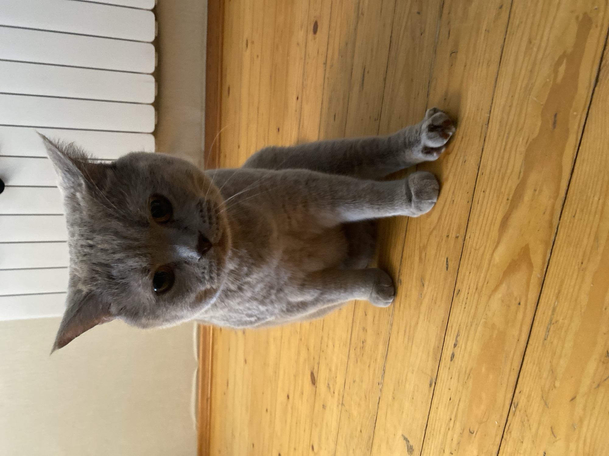 A gray British Shorthair cat is sitting on a wooden floor. The cat is facing the camera with its paws in front of it. The background shows a radiator and a wall. The image is taken indoors. There is no indication that this image is located in Bakikhanov, Azerbaijan.