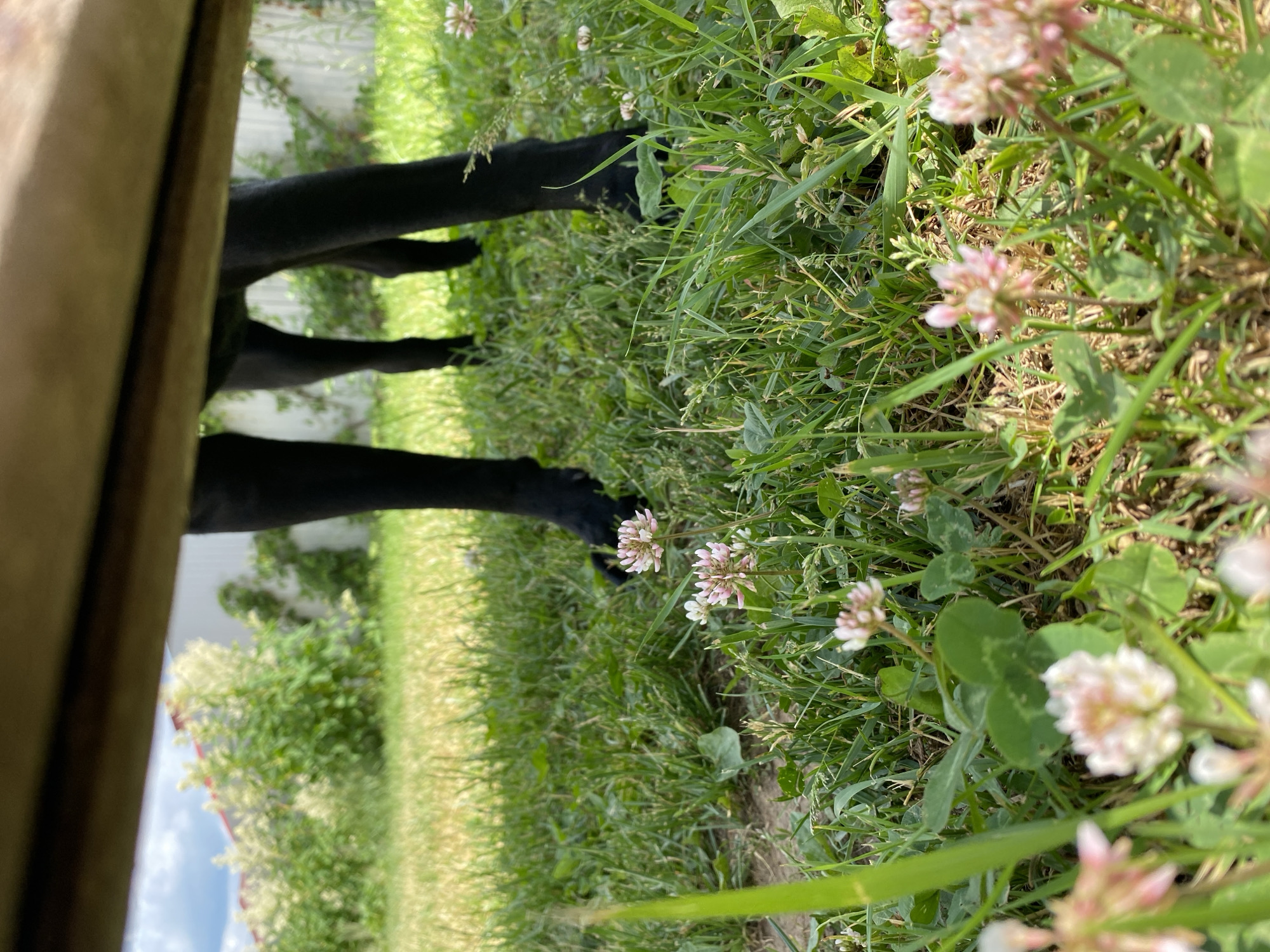 In a ground-level shot, the legs of a black dog are visible, partially obscured by a wooden plank in the foreground. The dog stands in a grassy area dotted with white and pink clover flowers. The background reveals lush green bushes and foliage, a white fence, and a hazy building with a reddish roof under a cloudy sky. The setting appears to be an outdoor residential yard.