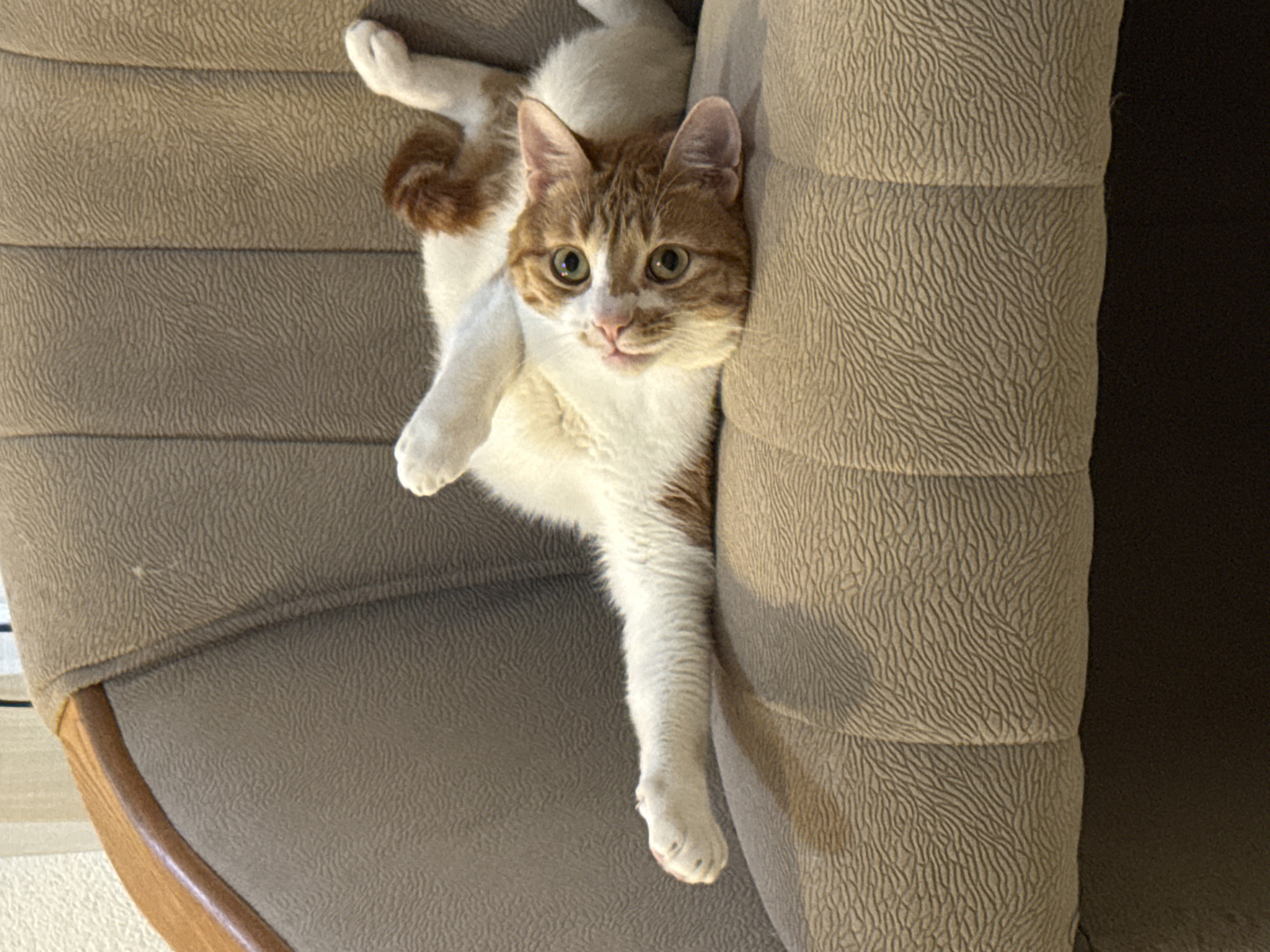 A medium shot shows a white and orange cat lying in a beige chair. The cat's head is in the center of the image, with its green eyes looking directly at the viewer. The cat's body extends vertically from the chair, with one white paw dangling downwards. The chair is beige with a textured surface. The background is dark and out of focus. There is no indication of the location of Bar, Montenegro.