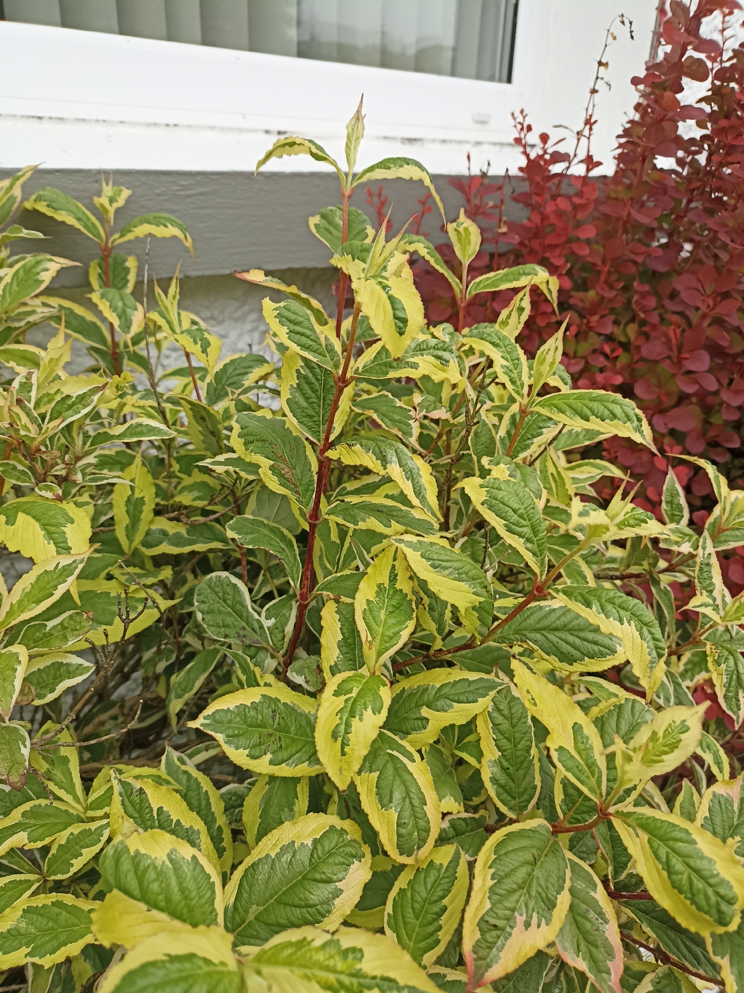 The image shows a close-up of a variegated shrub with green leaves edged in yellow. The shrub has red stems and is in the foreground. Behind it, a darker red shrub is visible. In the background, a portion of a building with a white horizontal band and a grey textured wall can be seen. The overall impression is of an outdoor setting, likely a garden or yard. The specific location in Annagry West, Ireland, is not visually evident from the image alone.