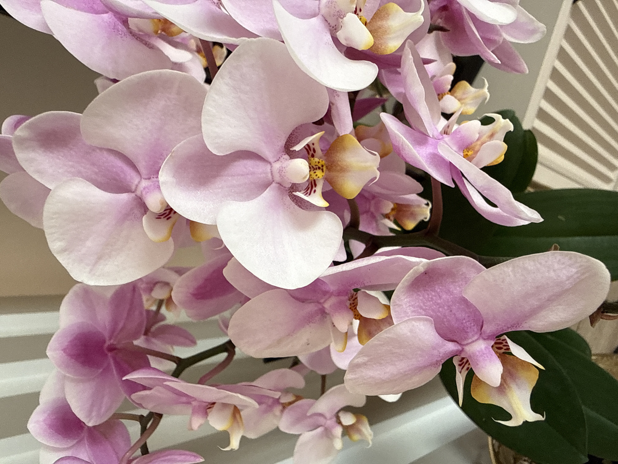 A close-up, eye-level shot captures a cluster of blooming pink orchids against a blurred background of striped blinds. The orchids, with their delicate petals, display variations in color, ranging from pale pink to a deeper magenta, and feature yellow and white accents in their centers. Some flowers are fully open, while others are still in bud. The lighting is soft, creating gentle shadows and highlighting the textures of the petals. The overall impression is one of natural beauty and serenity. The location is unknown.