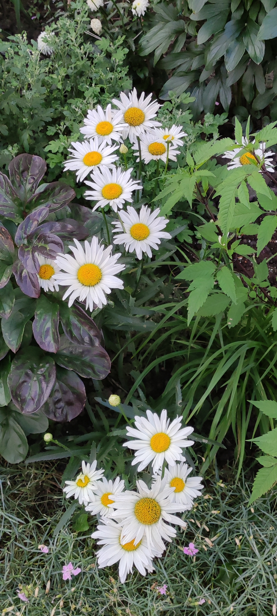 A close-up, vertical, eye-level shot captures a dense patch of white daisies with yellow centers, interspersed with dark green foliage. The daisies are in various stages of bloom, with some fully open and others still budding. The lighting suggests an outdoor setting, likely a garden, with shadows indicating a diffused light source. The focus is primarily on the flowers, with the background softly blurred, creating a shallow depth of field. The scene appears to be a naturalistic planting, with a mix of plant species creating a textured and layered composition. There are no people or animals visible in the image. The image does not provide any information that would allow for the determination of its specific location within the city of Chekhov, Russia.
