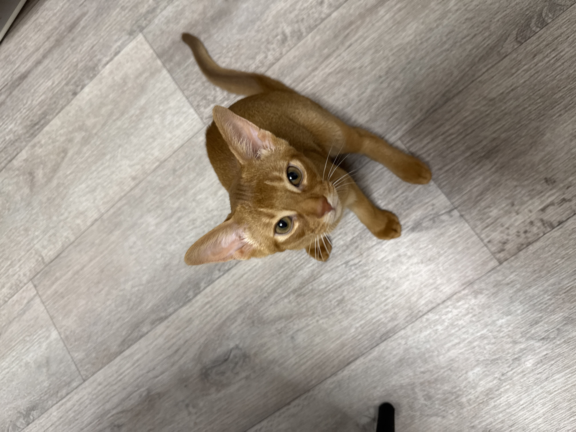 A young Abyssinian cat with copper-colored fur is captured from a high-angle shot, looking upwards at the camera. The cat is lying down on a light gray, wood-planked floor, with its body stretched out and tail curled slightly. Its large, pointed ears are perked, and its green eyes are wide with curiosity. The cat's white whiskers are prominent against its face. The lighting suggests an indoor environment, likely during the daytime due to the ambient light. The background is entirely composed of the floor, with no other objects or scenery visible. The overall impression is one of a playful and alert young feline.