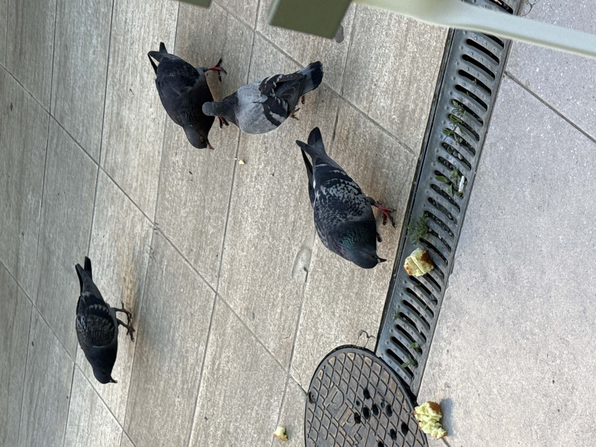 An overhead shot captures four pigeons foraging on a light-colored tiled pavement in an urban outdoor setting in Sofia, Bulgaria. The original image is rotated, presenting the scene diagonally.
The primary subjects are the four pigeons, varied in their plumage from dark grey to lighter grey with black markings on their wings and tails. Three of the birds have their heads lowered, actively pecking at scattered food scraps on the ground, indicating they are eating or searching for food. The fourth pigeon, positioned furthest left, also appears to be foraging.
The ground consists of large, rectangular light grey tiles. To the right, a long metal drain grate runs horizontally, partially filled with small green weeds and some pieces of food. Below the drain, a circular metal manhole cover with a textured, diamond-patterned surface is visible. Several pieces of what appear to be bread or pastry, some with a greenish hue suggesting mold, are scattered on the tiles and near the drain, attracting the birds.
The lighting suggests it is daytime, with soft shadows visible. No specific weather conditions are indicated beyond clear skies. The scene evokes a typical urban environment where pigeons scavenge for food. Text on the drain grate is partially visible but largely unreadable due to the angle and resolution, appearing as indistinct letters like "OTBORE" or similar. The manhole cover also has a design that might include a stylized letter, possibly "D", but no clear text.