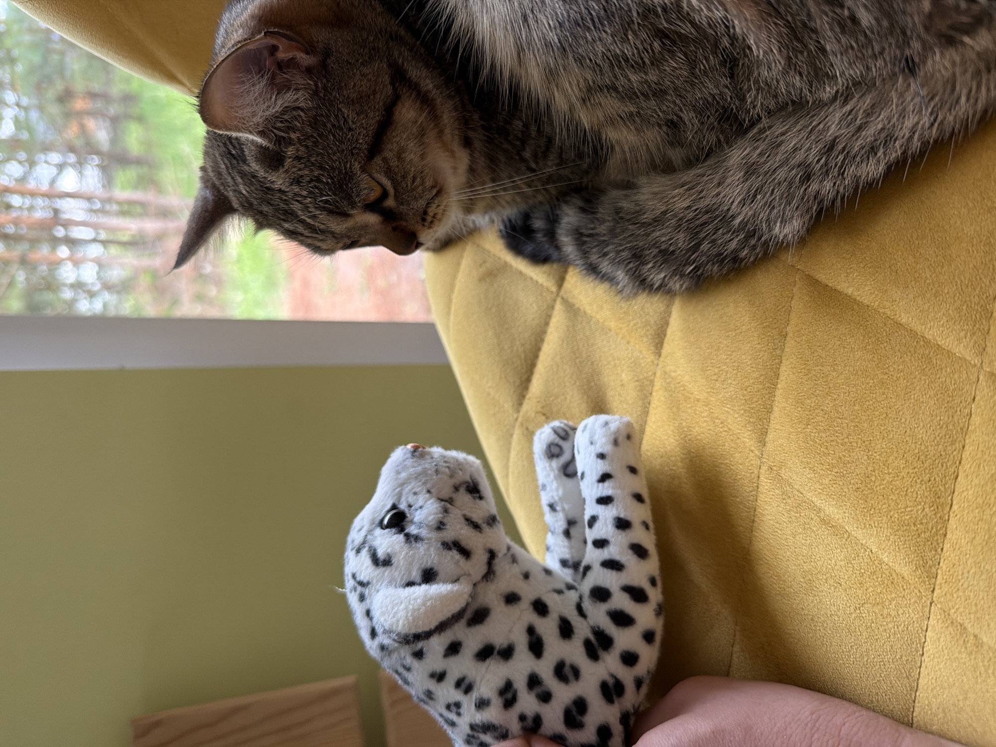 A close-up, slightly tilted photograph captures a moment between a tabby cat and a spotted plush toy. The brown and grey striped cat is resting on a mustard yellow, quilted cushion or chair, with its head lowered and eyes partially closed, appearing to look down towards the toy or in a sleepy state. Its fur, whiskers, and one ear are clearly visible.
Below the cat, a white stuffed animal with black spots, resembling a snow leopard or a similar feline, is held upright by a human hand, which is visible in the bottom right corner of the frame. The plush toy has small black eyes and a light brown nose, with its front limbs extended upwards.
The background shows a blurred outdoor scene through a window, revealing green trees and foliage under daylight conditions. A light green wall is also visible below the window frame. The overall setting suggests a calm, indoor domestic environment. There is no visible text in the image.