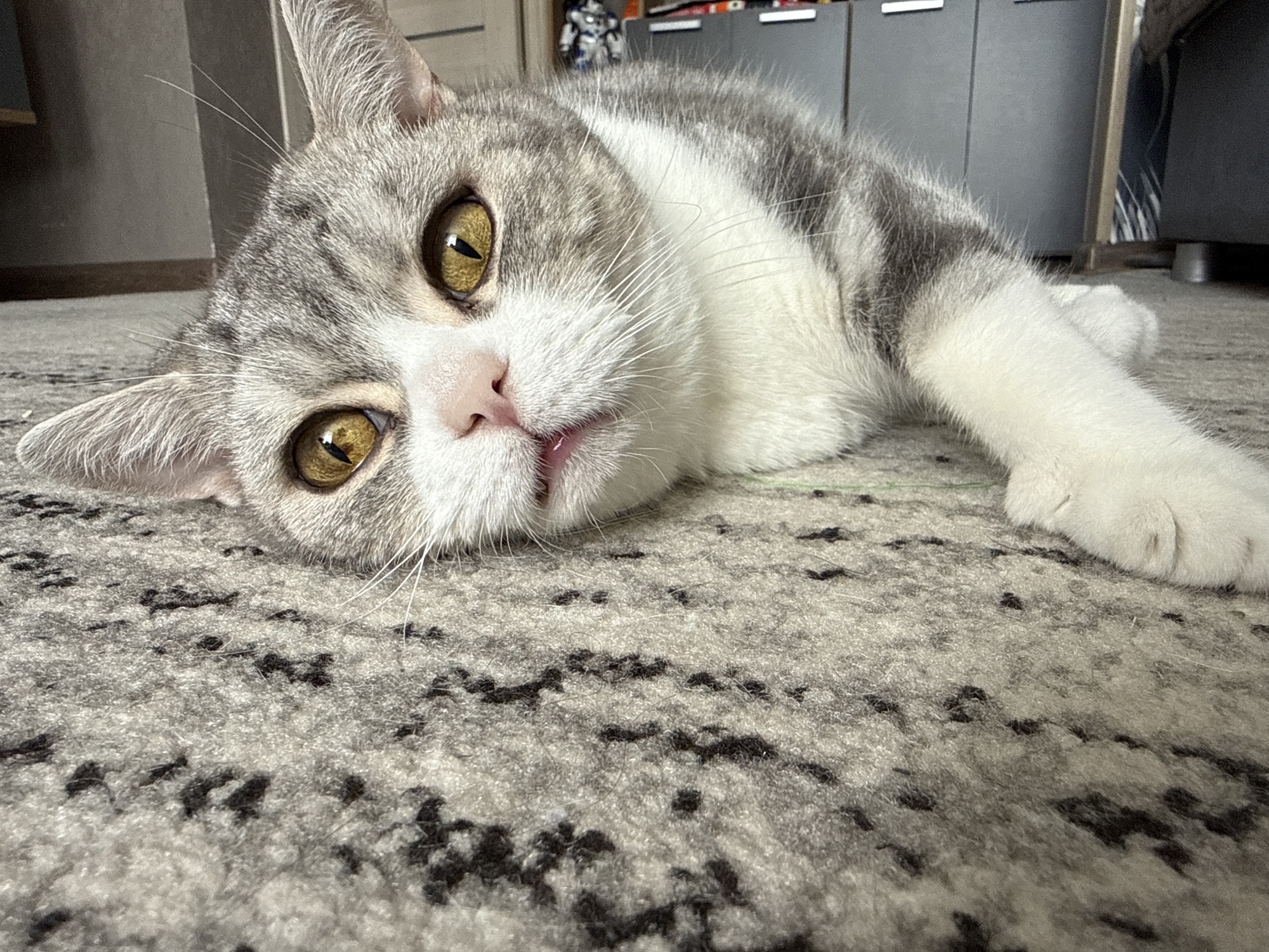 A gray and white tabby cat lies prone on a gray rug with black speckles. The cat's head is in the foreground, with its amber eyes open and looking towards the camera. The cat has a pink nose and white whiskers. Part of the cat's white paws are visible in the right side of the image. In the background, there's a brown wall and gray cabinets, with a partial view of a toy and a couch. There are no indications of this location being Chaikovsky, Russia.