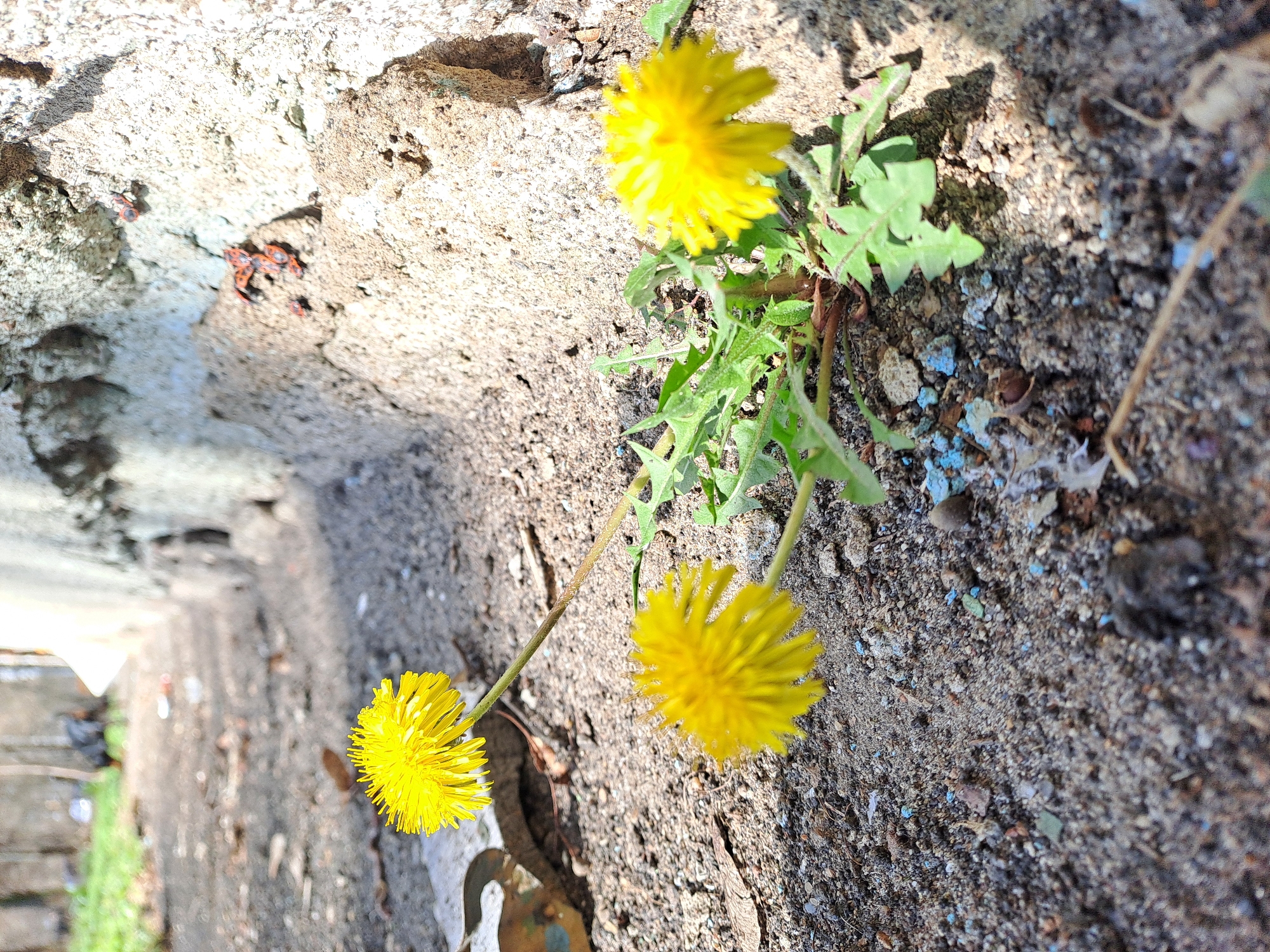 This photograph depicts a patch of dandelions growing in a crevice between a concrete structure and sandy soil. Three dandelions are visible: two with longer stems extending towards the lower left, and a third closer to the root with more visible leaves. The concrete is textured and weathered. The soil is a mix of sand and pebbles with small pieces of what appears to be colored residue. The location appears to be outdoors.