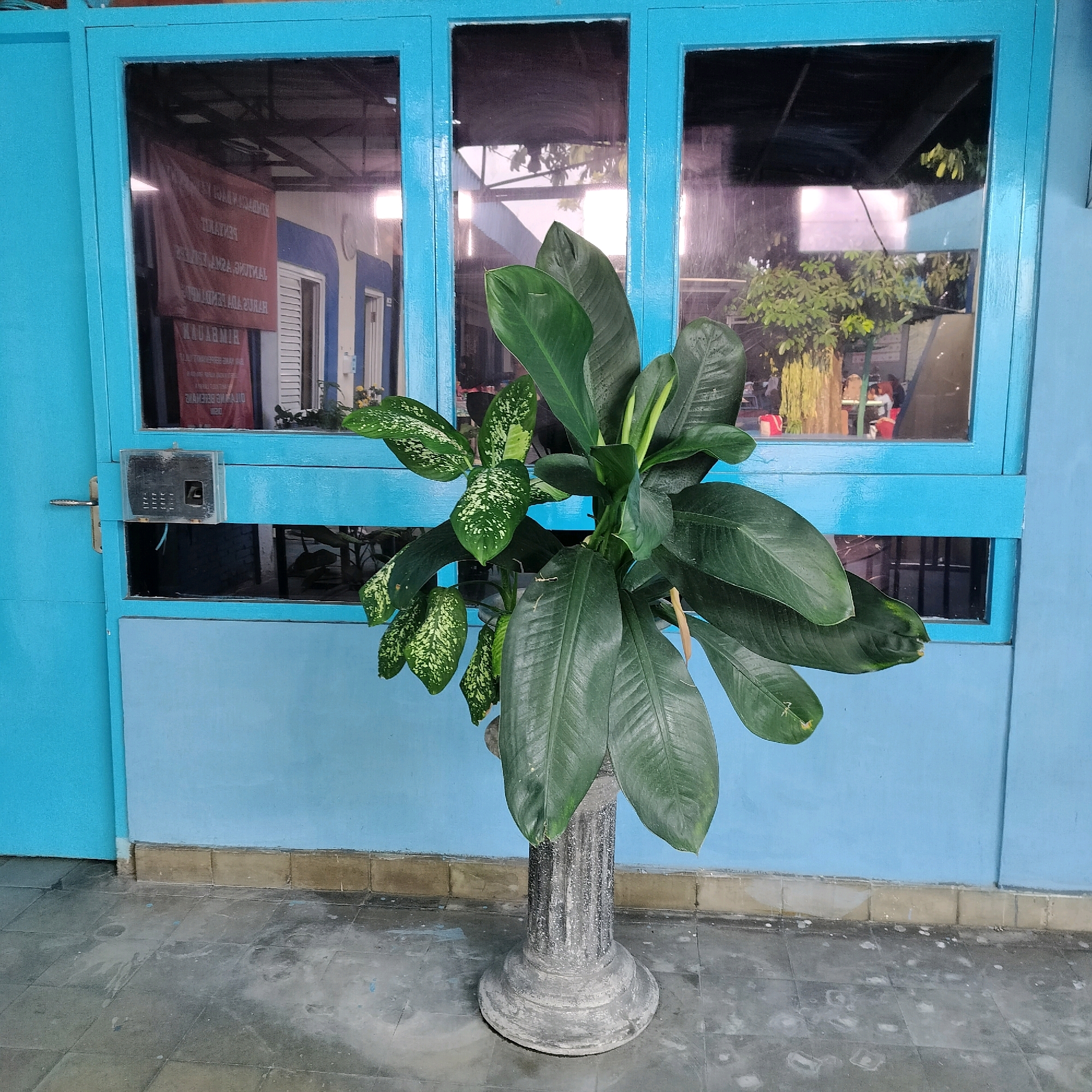 The image depicts an outdoor scene in front of a building with a bright blue facade and matching blue window frames. A large potted plant with broad green leaves, some of which are variegated with white speckles, stands on a fluted pedestal in the foreground. The plant is positioned centrally, with its foliage extending upwards and outwards.
Behind the plant, a large window with multiple blue-framed panes reflects the interior of the building and the exterior environment. A red banner with Indonesian text is visible through the window, suggesting an institutional setting like a school or government building. The reflections also show trees and people inside the building, with some individuals seated at tables.
The building's exterior is painted a light blue, and a beige tiled border runs along the base of the wall. The ground in front of the building is paved with square tiles that appear somewhat worn and dusty, with some water stains or smudges visible. To the left of the plant and window, a bright blue door with a silver handle and a small, rectangular digital lock is present.
The scene appears to be in a public or semi-public space, possibly a walkway or courtyard. Given the context of Yogyakarta, Indonesia, this could be the entrance to a school, a community center, or a government office building. The overall impression is one of a functional, somewhat weathered, but well-maintained outdoor area.