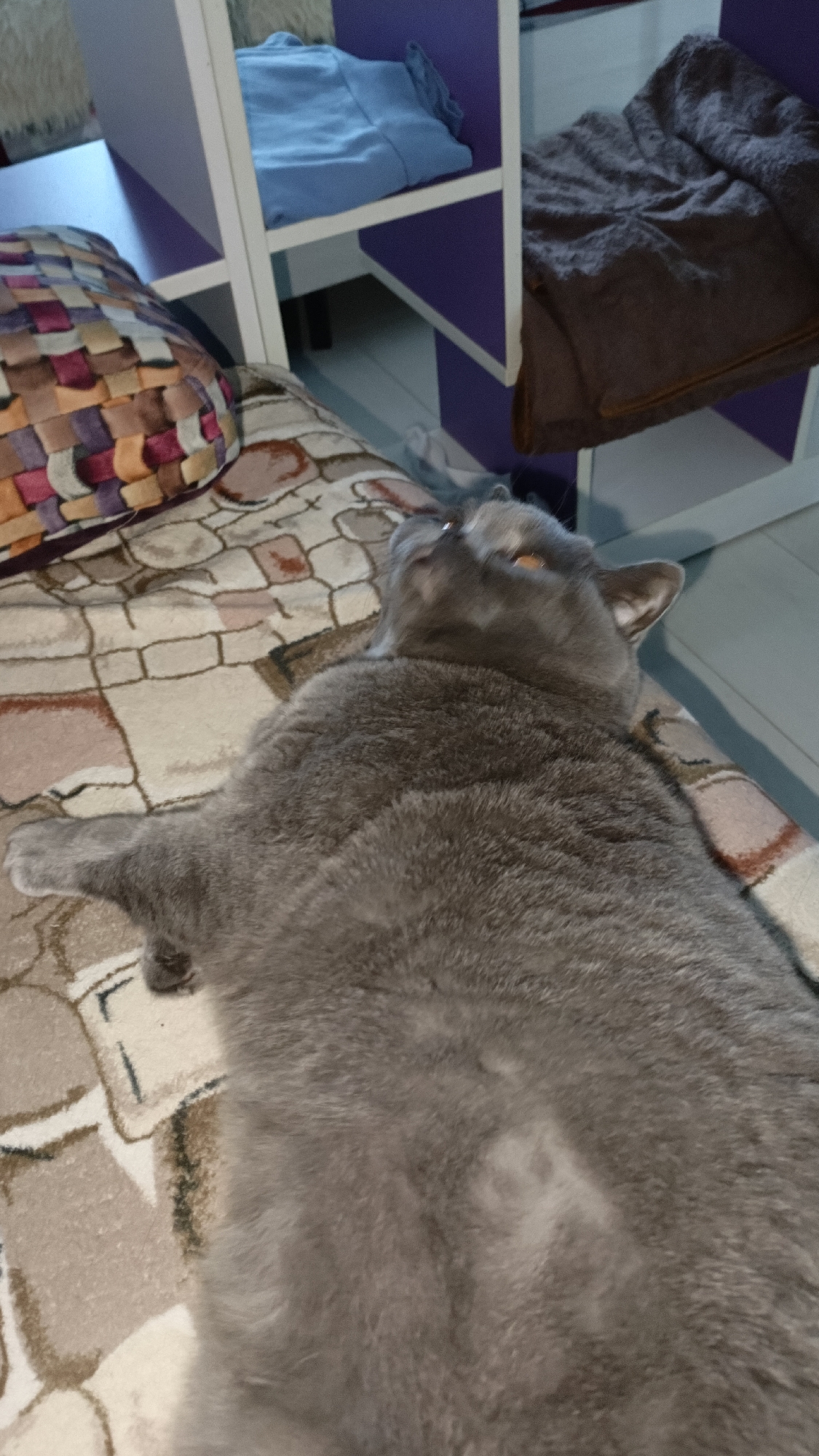 A medium shot captures a gray cat lying on its back on a patterned blanket. The cat is the primary subject, occupying the majority of the frame. Its fur appears soft and dense, with its paws relaxed beside it. The cat's eyes are open and amber-colored, and its head is tilted upwards, looking towards the ceiling.
The background reveals a shelf unit with purple accents. One shelf holds a folded blue cloth, while another contains a dark brown blanket. To the left of the cat, a portion of a colorful, woven pillow is visible. The blanket the cat is lying on features a geometric pattern in shades of cream, brown, and pink. The floor beneath the shelf unit is light-colored.
The scene appears to be an indoor domestic setting, possibly a bedroom or living room. The image is taken from a slightly elevated angle, looking down at the cat. The lighting is soft and diffused, suggesting it is daytime or that artificial lighting is present. There is no indication of the cat's location in Rechytsa, Belarus.