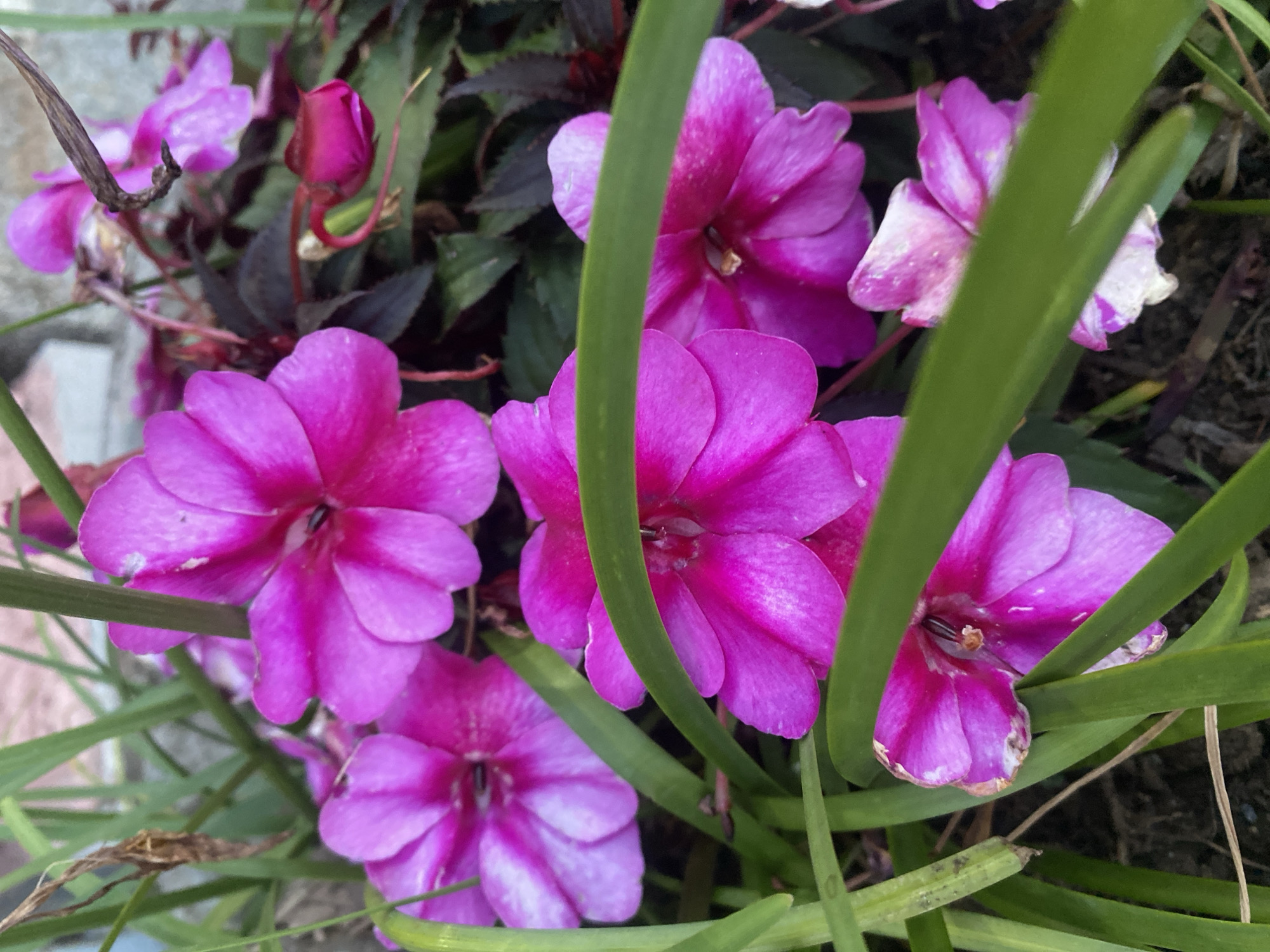 A close-up, eye-level shot shows several bright pink impatiens flowers with green foliage in the foreground. The flowers are in various stages of bloom, with some fully open and others still budding. The background is blurred, suggesting a shallow depth of field, and consists of dark green and red leaves. The image appears to have been taken outdoors, likely in a garden or park setting, in Šušanj, Montenegro. The lighting is natural, suggesting it was taken during the daytime. There are no people or animals visible in the image.