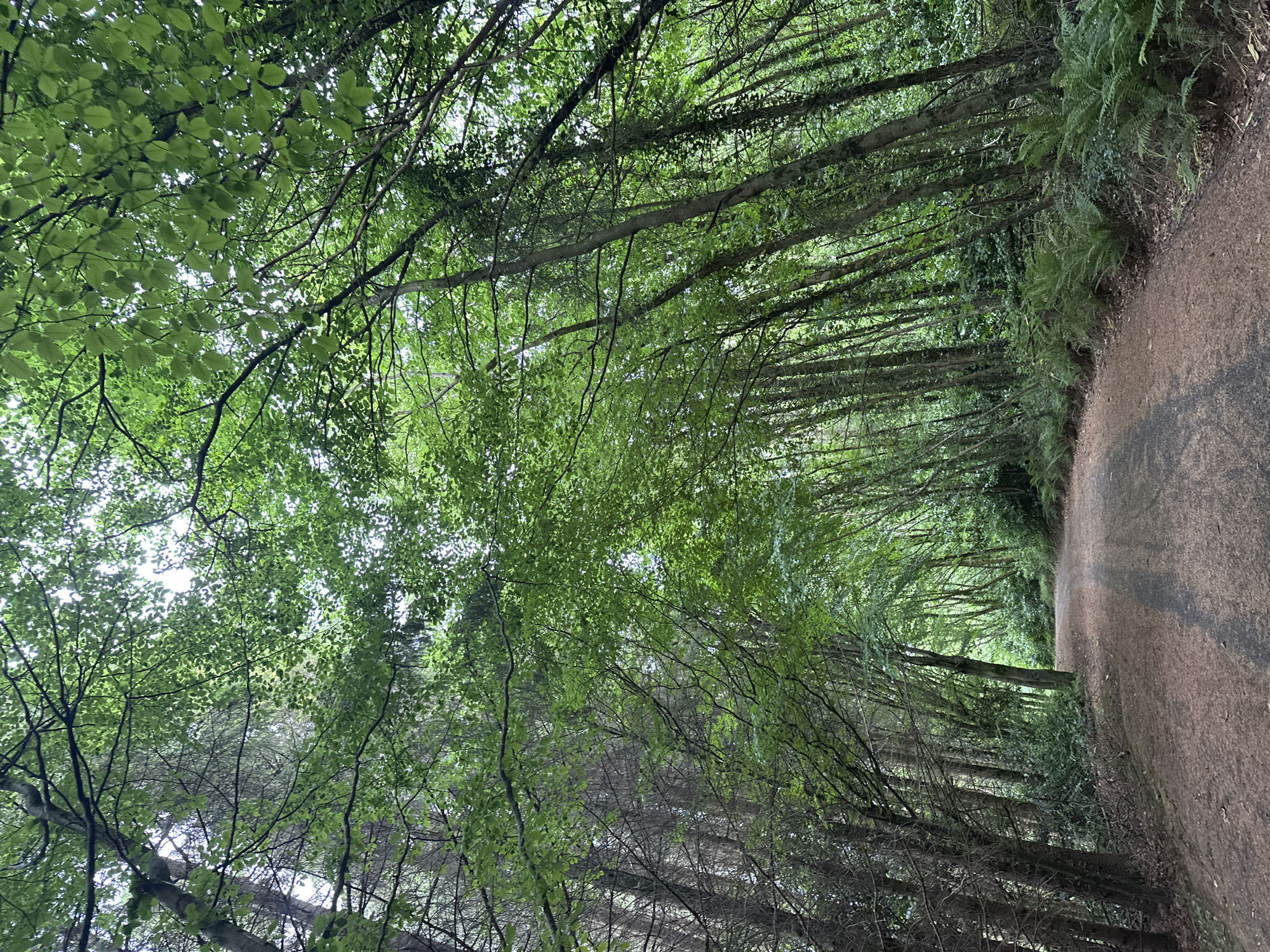 A dirt path curves through a dense forest. The trees on either side are tall and closely spaced, with their branches forming a canopy overhead, filtering the sunlight. The leaves are a vibrant green, and some appear to be backlit by the sky, creating a dappled effect. On the right side of the path, lush ferns grow abundantly along the forest floor. The overall impression is one of a tranquil, natural setting. This scene is located in the townland of Ballyrue, within the town of Castlecomer, County Kilkenny, Ireland.