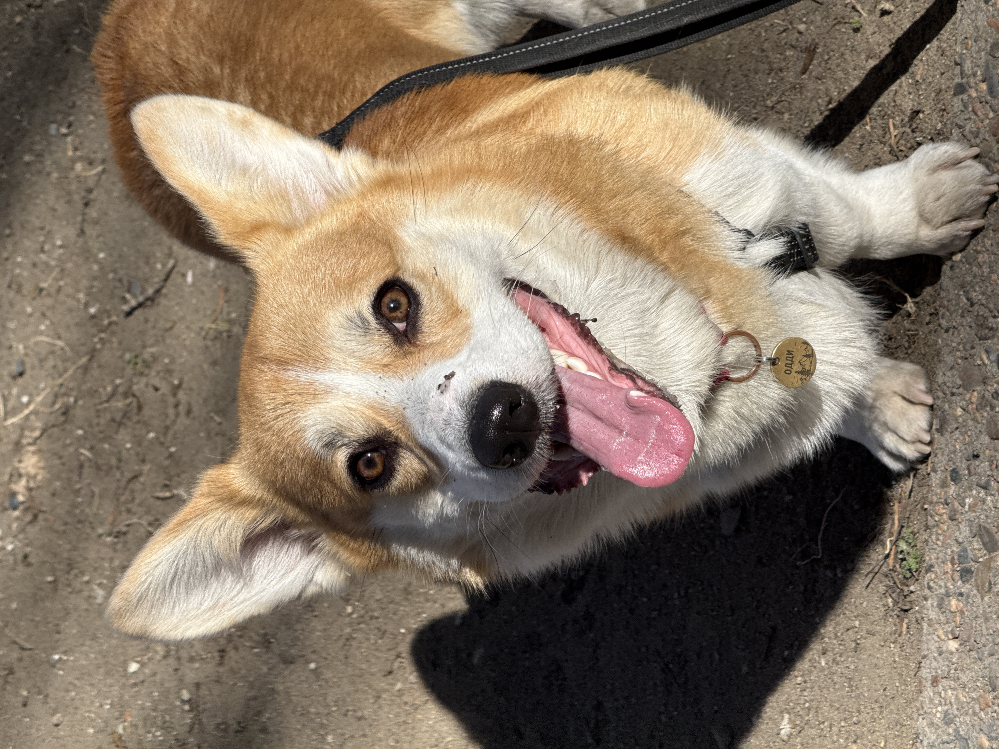 This media file features a Corgi dog captured from a high-angle perspective, lying on its back on a dirt and gravel ground. The dog, with its distinctive tan and white fur, is looking directly at the camera with an open-mouthed, seemingly happy expression, its pink tongue extending to the side. Its dark brown eyes appear alert. A black leash runs across its chest/back, and it wears a collar from which a circular, gold-toned dog tag hangs. The tag clearly displays the Cyrillic text "ОДДИ," which translates to "ODDY," along with a small etched design. The bright sunshine creates distinct, dark shadows on the ground, suggesting it is a clear, sunny day. The dog's white-furred paws are visible in the frame. The scene is set outdoors in Borzya, Russia.