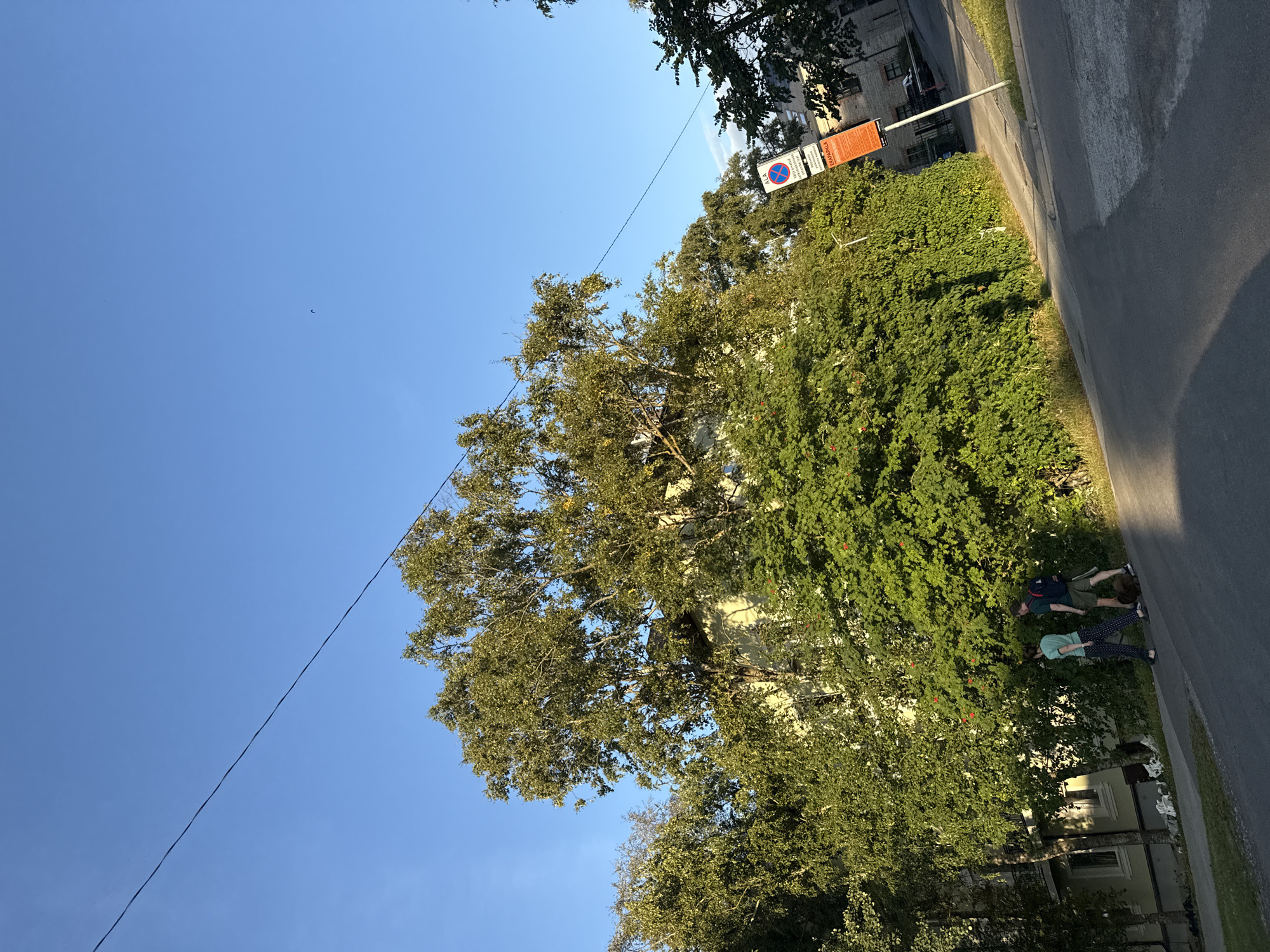 A low-angle, full shot captures a clear, bright blue sky over a residential street in Tallinn, Estonia, during daytime. A thin black wire bisects the upper portion of the sky from left to right. Lush green trees, some bearing small red berries, dominate the mid-ground, partially obscuring a light-colored building. In the foreground, two individuals, a woman in a light blue shirt and patterned pants, and a man in a dark blue shirt and shorts, walk their dog on a leash. The dog is dark brown and appears to be a medium-sized breed. A white and orange traffic sign, displaying a red circle with a diagonal line over a blue background and text in Finnish, is visible to the right. The street is paved asphalt, with some white markings indicating a crosswalk. Sunlight casts shadows across the scene, suggesting it is late afternoon. The overall atmosphere is serene and ordinary.