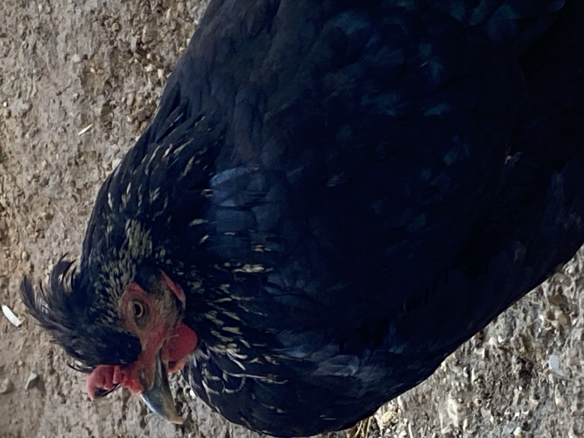 A close-up, horizontal, eye-level, outdoor shot shows a black chicken with a reddish comb and wattle. The chicken's head is turned to the left, revealing its beak, eye, and a tuft of feathers on its head. The background is a blur of dirt and gravel, with some dry leaves scattered on the ground. The lighting suggests it is daytime, with the sun casting soft shadows. The scene appears to be in a rural or backyard setting.