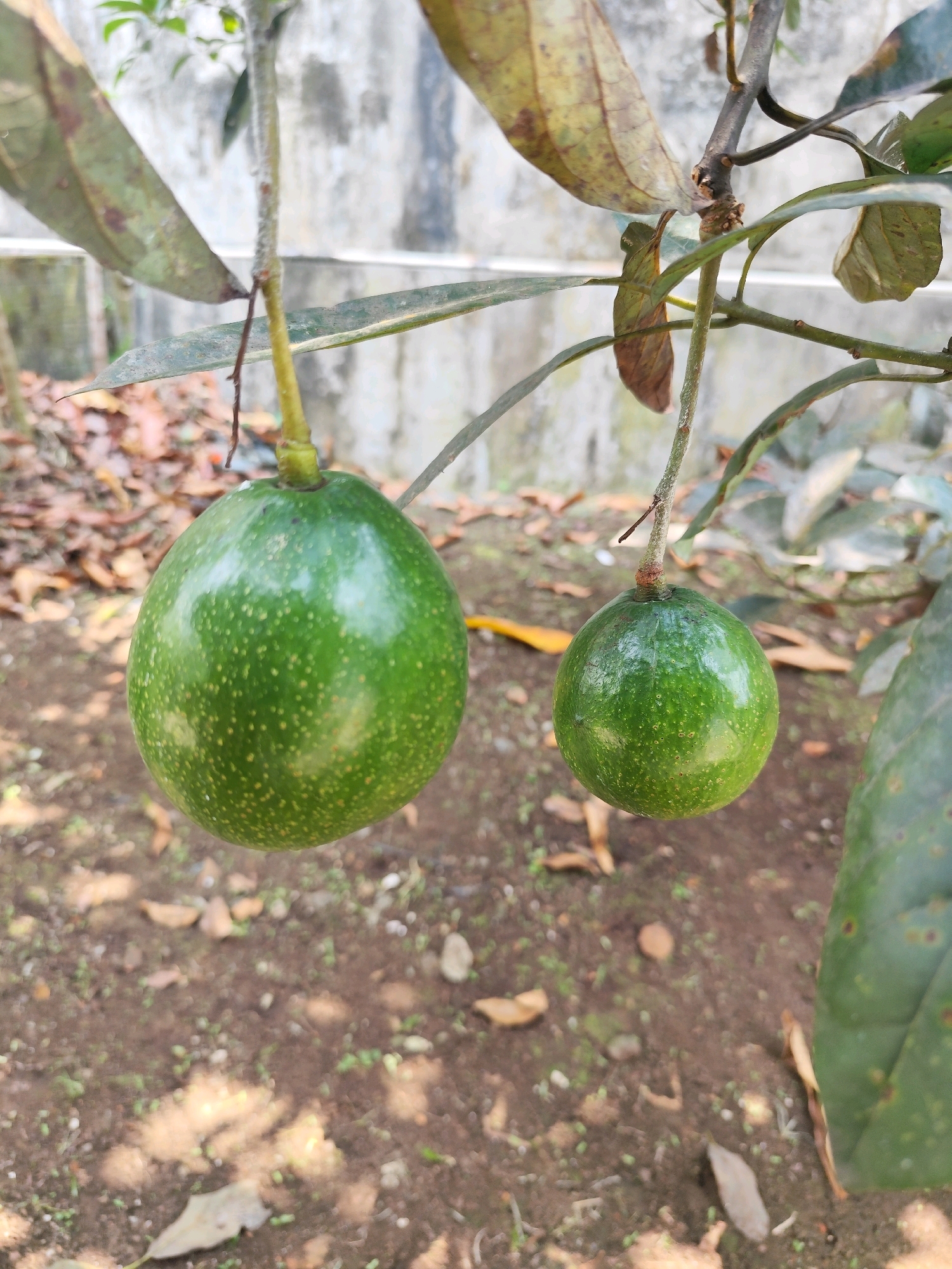 In Bogor, Indonesia, a close-up, eye-level shot captures two small, green avocados hanging from a tree branch. The avocado on the left is larger and more oval-shaped, while the one on the right is smaller and rounder. Both fruits have a smooth, glossy skin with subtle lighter speckles. The avocados are attached to thin stems that connect to a branch with several green and brown leaves. The background is blurred, showing a wall and the ground covered with dry leaves and small green plants. The lighting is natural, casting soft shadows and highlighting the textures of the fruit and foliage.