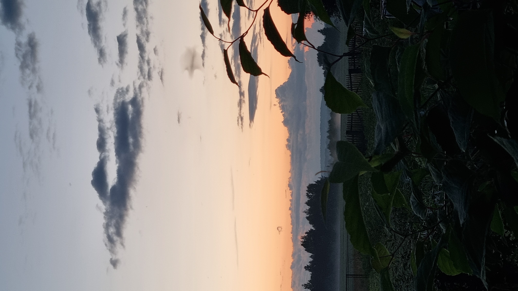 This is a vertical, outdoor, photographic image taken at dawn or dusk in Vysokoe, Russia. The foreground is dominated by dark green foliage, obscuring the lower portion of the scene. Beyond the foliage, a misty field stretches towards a line of dark trees silhouetted against the horizon. A wooden fence is visible in the middle ground. The sky is a gradient of colors, transitioning from a pale blue at the top to a soft orange near the horizon, with scattered dark clouds. The overall impression is a serene, natural landscape at twilight.