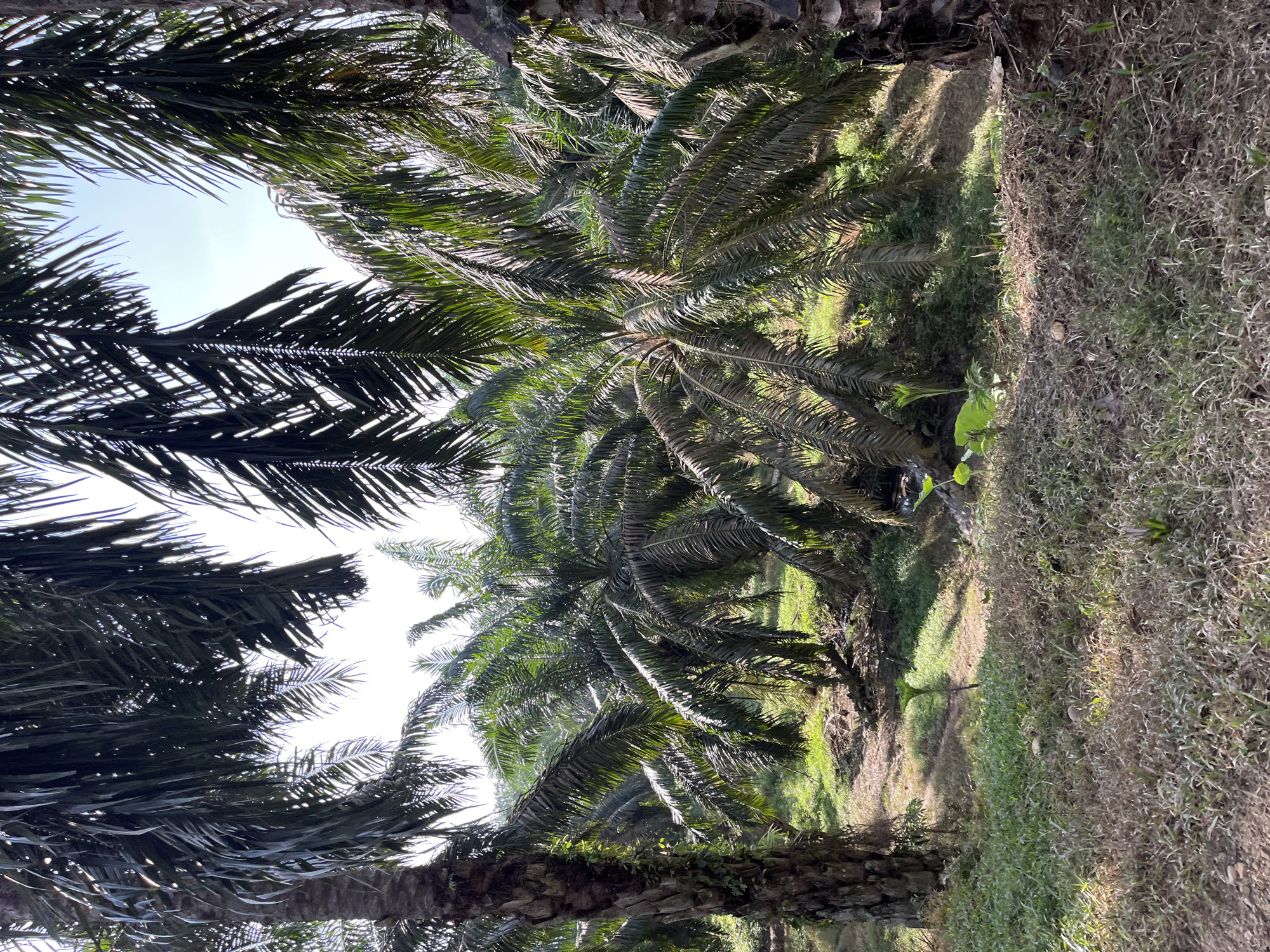The image depicts a palm oil plantation in Sukajadi, Indonesia, under a bright, clear sky. The foreground is dominated by dry, sparse grass and some patches of greener growth. Several mature palm trees are visible, with their thick, textured trunks and long, drooping fronds creating a dense canopy that casts shadows on the ground. The fronds are a dark green, with some appearing dry and brown at the tips. The plantation extends into the background, with rows of palm trees receding into the distance. The lighting suggests it is daytime, likely mid-morning or afternoon, with sunlight filtering through the palm fronds, creating a dappled effect. The environment appears natural and rural, typical of agricultural land in Indonesia. No people or animals are visible in the frame.