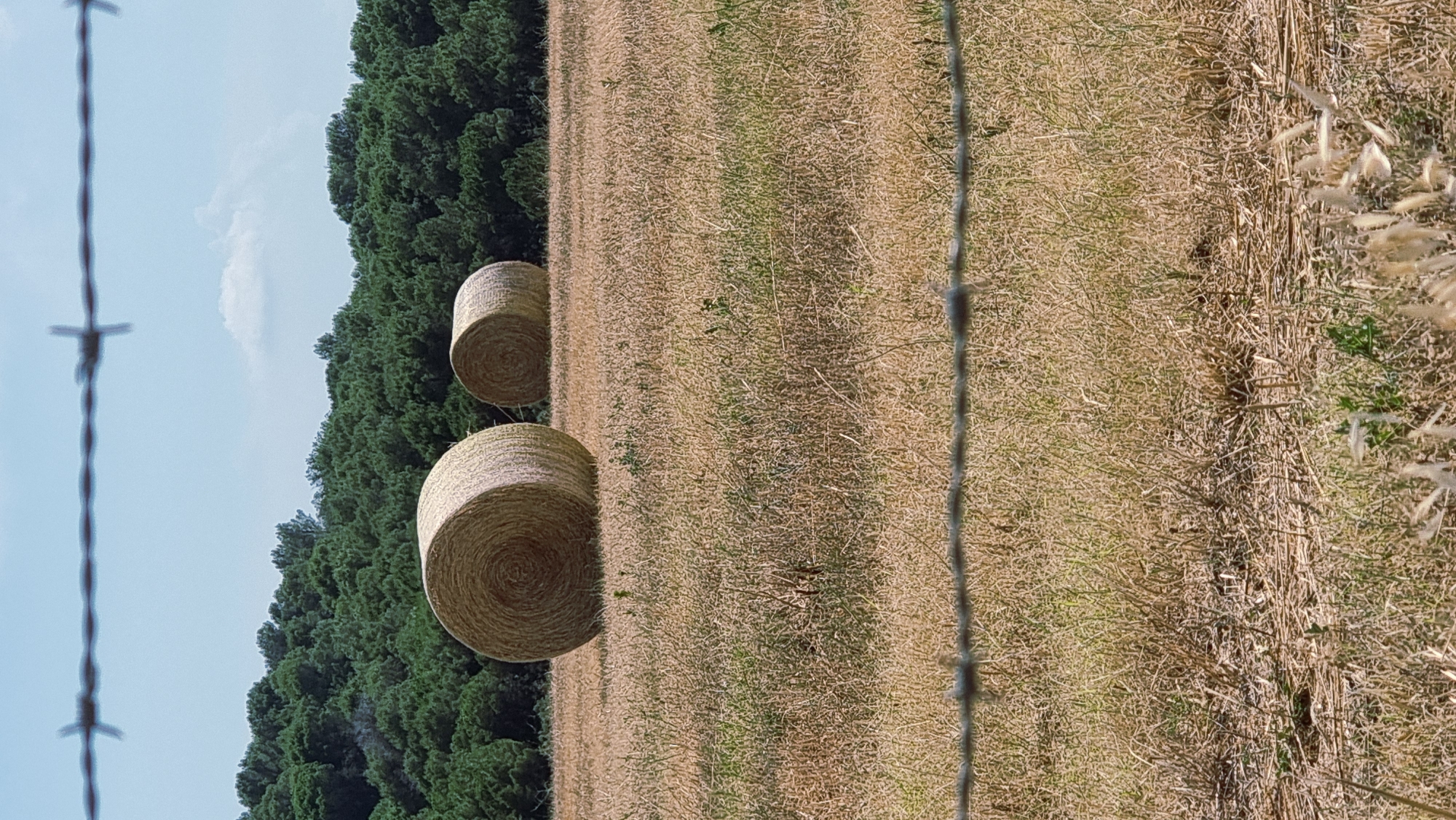 The image depicts a rural scene in Navata, Spain, featuring two large, round hay bales in a field of dry, golden grass. The hay bales are positioned in the midground, with the larger bale on the left and a smaller one slightly behind and to the right. A dense line of dark green trees forms the background, suggesting a forest or woodland bordering the field. A barbed wire fence runs across the foreground, slightly out of focus, adding a layer of texture and depth to the scene. The sky above is a pale blue with a few wispy white clouds. The overall impression is one of a harvested agricultural landscape under a clear sky.