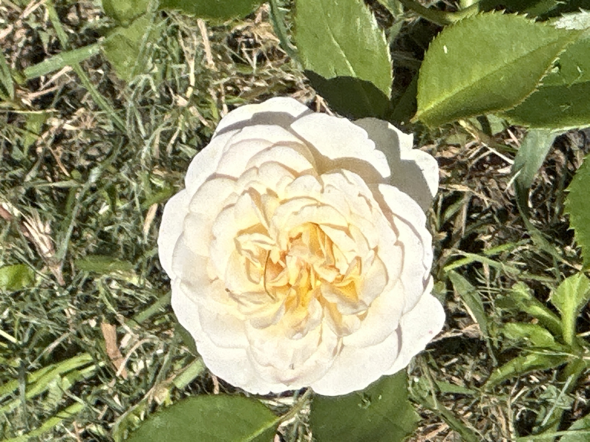 An overhead close-up shot shows a light cream-colored rose with yellow undertones in its center, set against a background of dry grass and green leaves. The rose is in full bloom with many tightly packed petals. The scene appears to be outdoors in natural light. There is no discernible indication of Podolsk, Russia, nor any people, actions, or interactions.