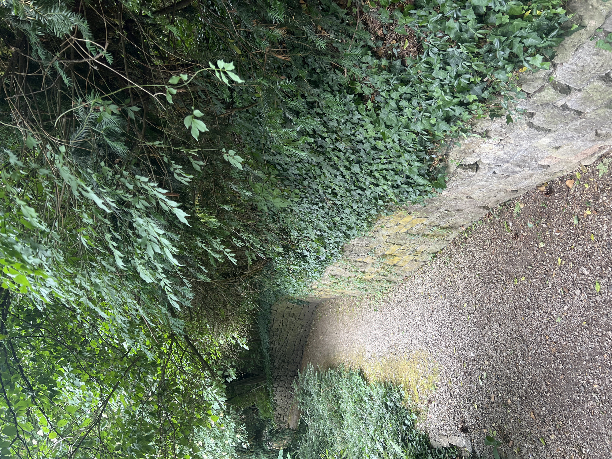 The image depicts a narrow, gravel pathway lined with stone walls and lush vegetation, likely located in Liestal, Switzerland. The path curves gently into the distance, with dense greenery of trees, bushes, and ivy overhanging the walls and path edges. The left side is dominated by a variety of tree leaves. The stone walls vary in color and texture, suggesting different stages of construction or aging. The path is composed of gravel, with hints of compacted dirt in some areas. The lighting suggests an overcast day, with diffuse light permeating the scene. There are no people or visible subjects in the frame. The overall environment is reminiscent of a garden path or a walkway through a wooded area.