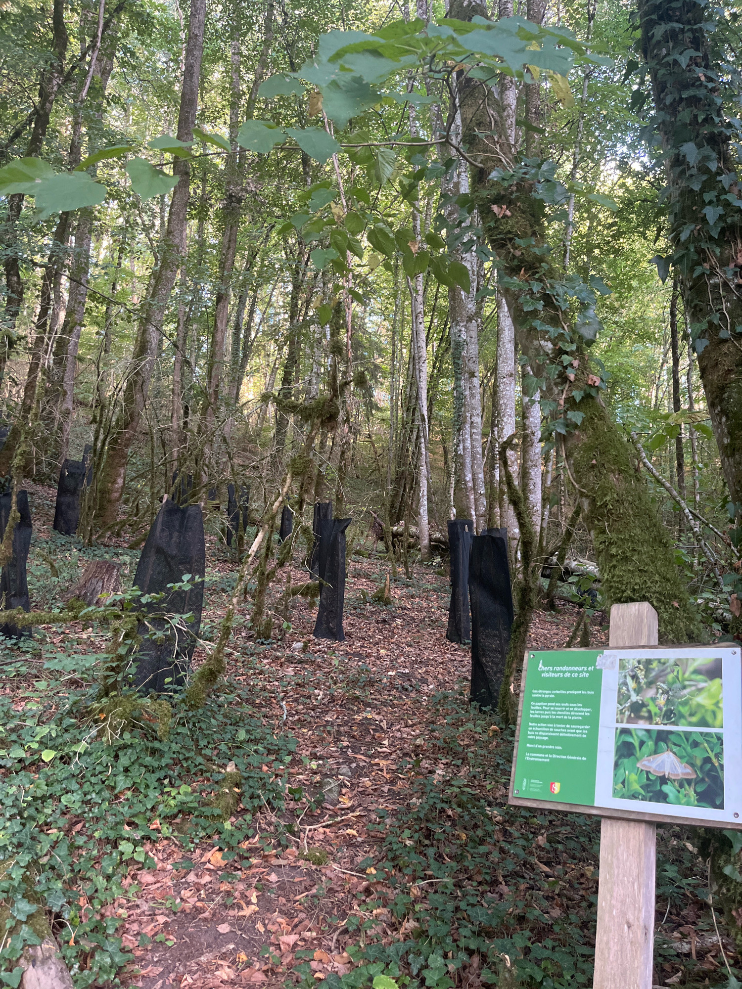 In Ferreyres, Switzerland, a forest path is lined with numerous dark, upright wooden posts. These posts, some appearing burnt or charred, are spaced irregularly along the trail, creating an unusual and somewhat eerie ambiance. The ground is covered with fallen leaves and moss, with ivy growing densely on the forest floor and climbing up the tree trunks. Sunlight filters through the dense canopy of trees, casting dappled light on the scene. A signpost stands to the right of the path, featuring text in French and two photographs, one of an insect and another of a moth. The sign seems to be informative, possibly related to the forest's ecosystem or preservation efforts. The overall impression is one of a natural setting with a touch of artistic or commemorative intervention.