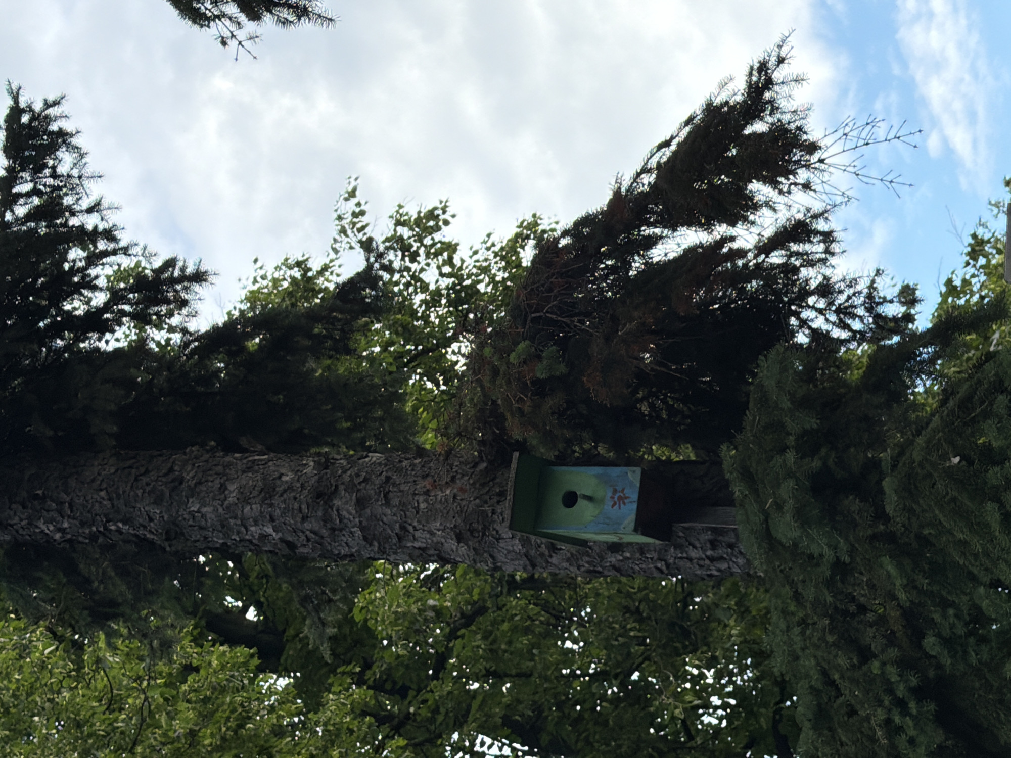 A green and blue birdhouse is affixed to the trunk of a large tree. The birdhouse has a circular opening and is decorated with a red floral design. The tree is surrounded by lush green foliage, and the sky above is a mix of white clouds and blue.