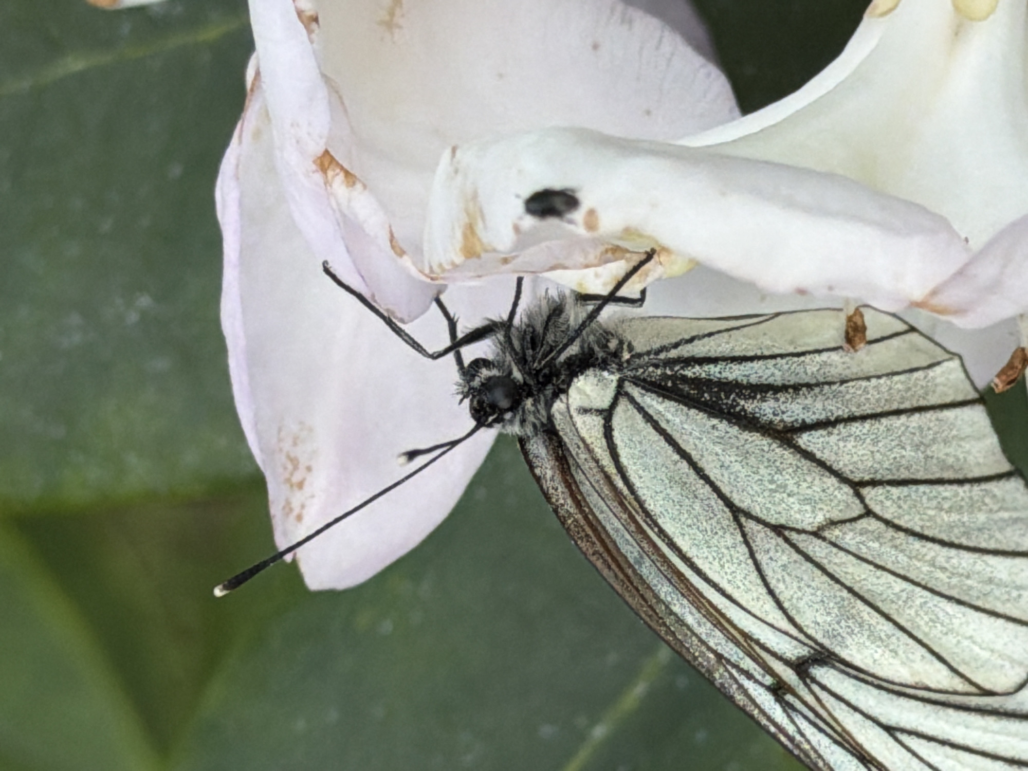 A close-up, eye-level shot features a white and black butterfly resting on a white flower in Sukhaya, Russia. The butterfly's wings are partially open, revealing delicate black veins against a pale green background. Its body is dark and fuzzy, with long antennae extending upwards. The flower petals are soft and slightly wilted, with a few brown spots. The background is a blur of green foliage.