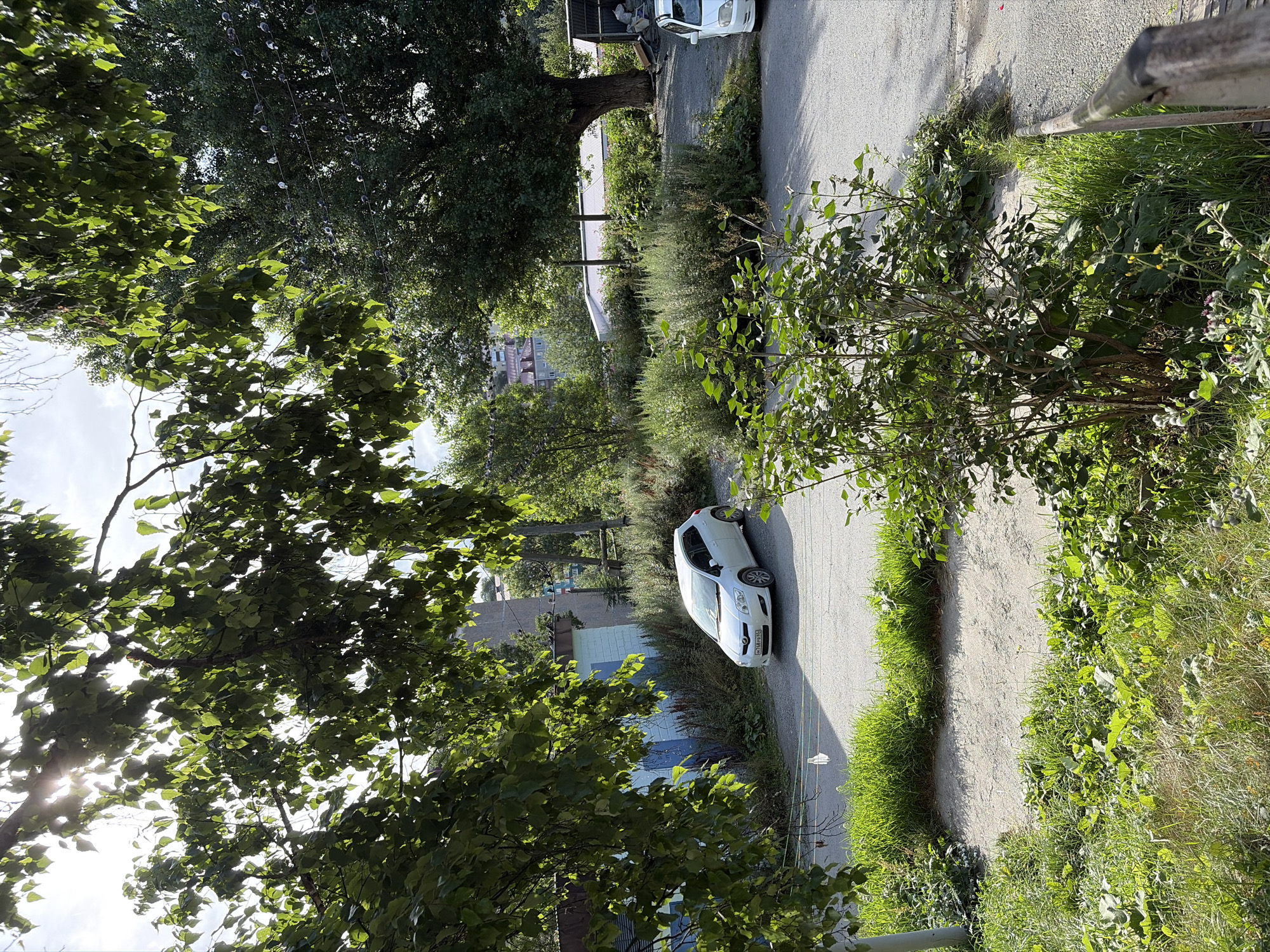 A white hatchback car is parked on a gravel surface next to a paved road. Lush green vegetation, including tall grass and bushes, surrounds the car and the road. A large tree with dense foliage stands to the right of the scene, casting shadows. In the background, there are buildings, some with blue and white facades, and more trees. The sky is partly cloudy with sunlight filtering through the leaves of trees in the foreground. The scene appears to be an outdoor area within a residential or semi-industrial part of Korsakov, Russia, given the presence of cars, buildings, and natural overgrowth. There are no people visible in the image.
