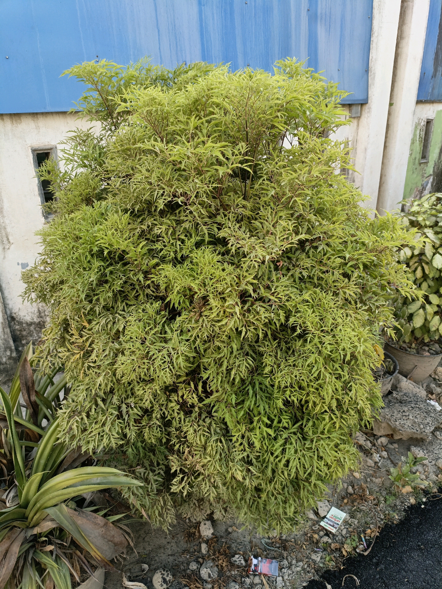 A dense, vibrant green shrub with finely serrated leaves dominates the foreground, its foliage forming a rounded shape. To its left, a spiky, light green plant with long, slender leaves, some showing brown tips, emerges from the ground. Behind the main shrub, another plant with variegated yellow and green leaves is visible in a dark pot. The background features a building with a textured, light-colored wall and a bright blue corrugated metal roof. A thin, vertical concrete pillar extends upwards on the right side of the building. The ground is a mix of dry soil, small stones, and scattered debris, including what appears to be a discarded cigarette pack. The scene is set on a paved surface that transitions to asphalt on the right. The lighting suggests it is daytime.