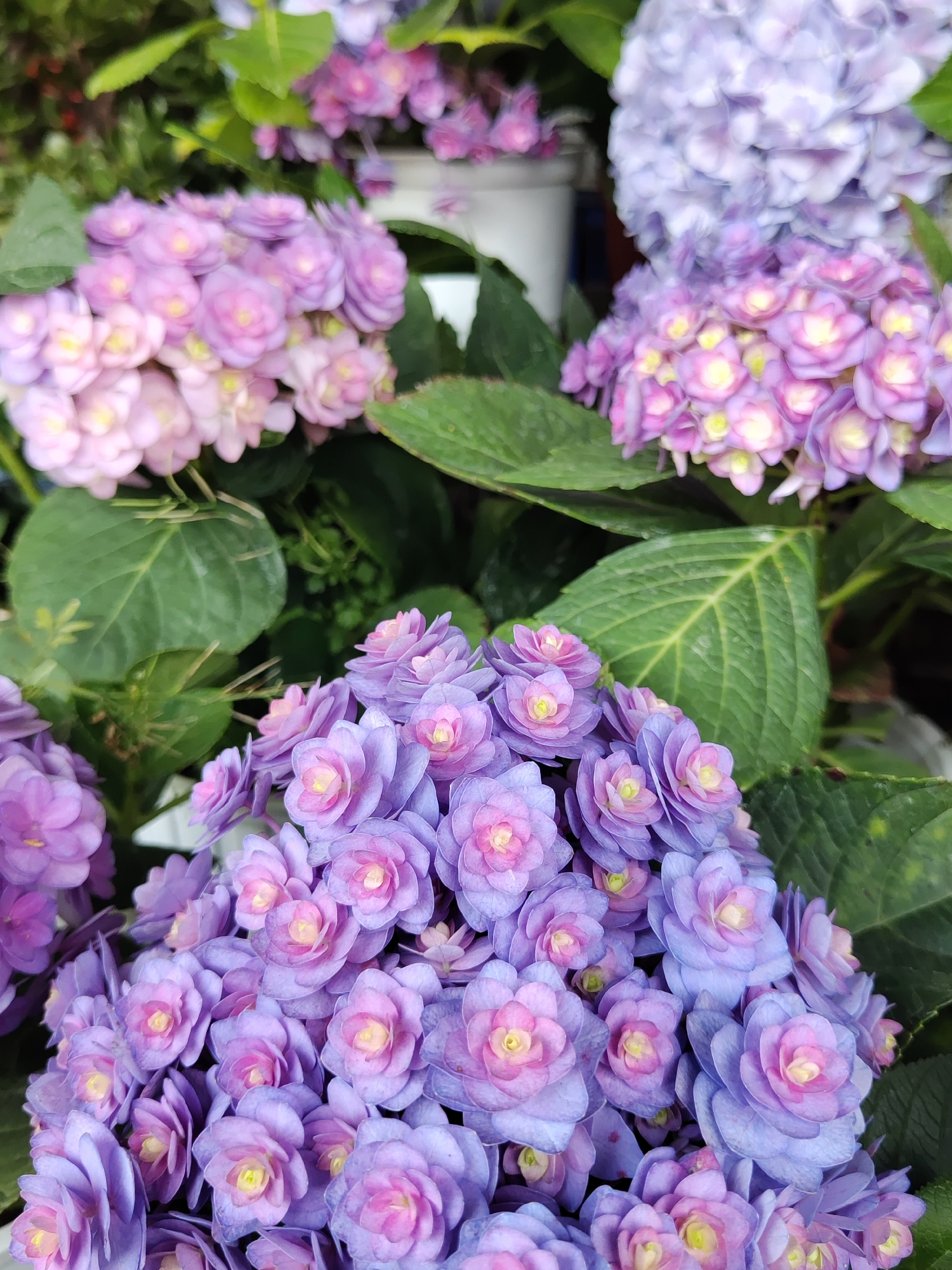 A close-up shot shows clusters of hydrangea flowers, primarily in shades of purple and pink, interspersed with green leaves. The foreground is dominated by a dense bloom of violet-blue hydrangeas with pink centers, appearing fresh and vibrant. Behind this, clusters of pink and lavender hydrangeas rise, with leaves providing a backdrop. The scene suggests a garden or floral display, likely taken in the city of Da Lat, Vietnam, known for its flower cultivation. The focus is on the floral arrangement, emphasizing the colors and textures of the hydrangeas.