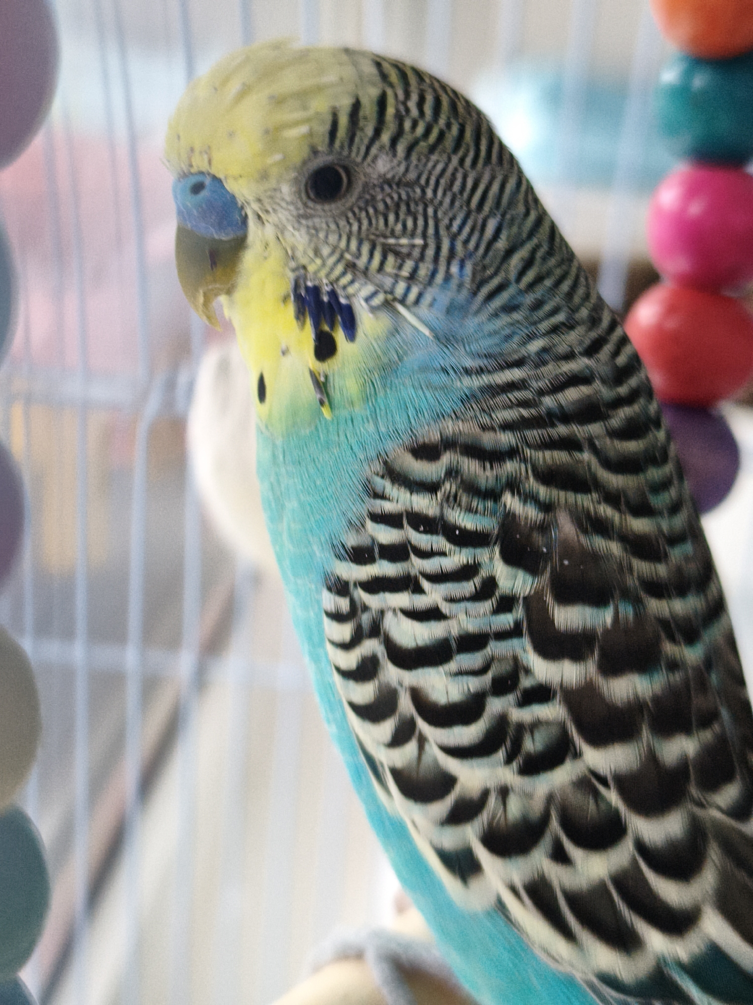The image is a close-up, vertical shot of a budgerigar, a small parakeet, perched within a cage. The bird's head and upper body are in focus, showcasing its distinctive yellow head with black stripes, bright blue cere (the fleshy part around the nostrils), and vibrant turquoise and black plumage on its back and wings. The background is softly blurred, revealing the bars of the cage and colorful spherical toys hanging nearby, in shades of red, pink, orange, and purple. The lighting appears to be natural and bright, highlighting the bird's intricate feather patterns. There is no information in the image that would allow for a determination of its location in Chaikovsky, Russia, or any other specific geographical location.