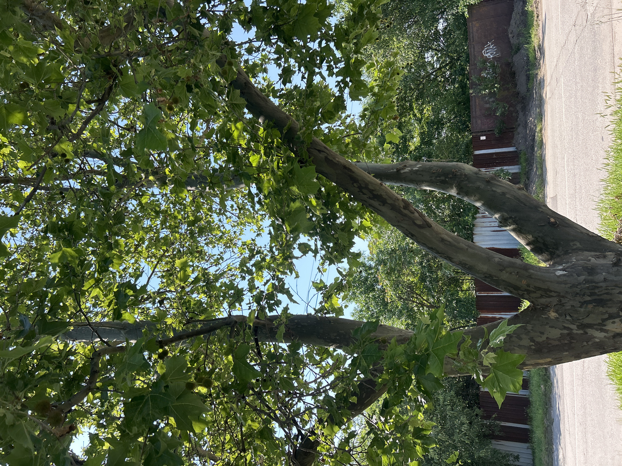 The image shows a tree with green leaves and mottled bark in Chirpan, Bulgaria. A street and a metal fence with graffiti are visible in the background. The tree branches are visible against a blue sky.