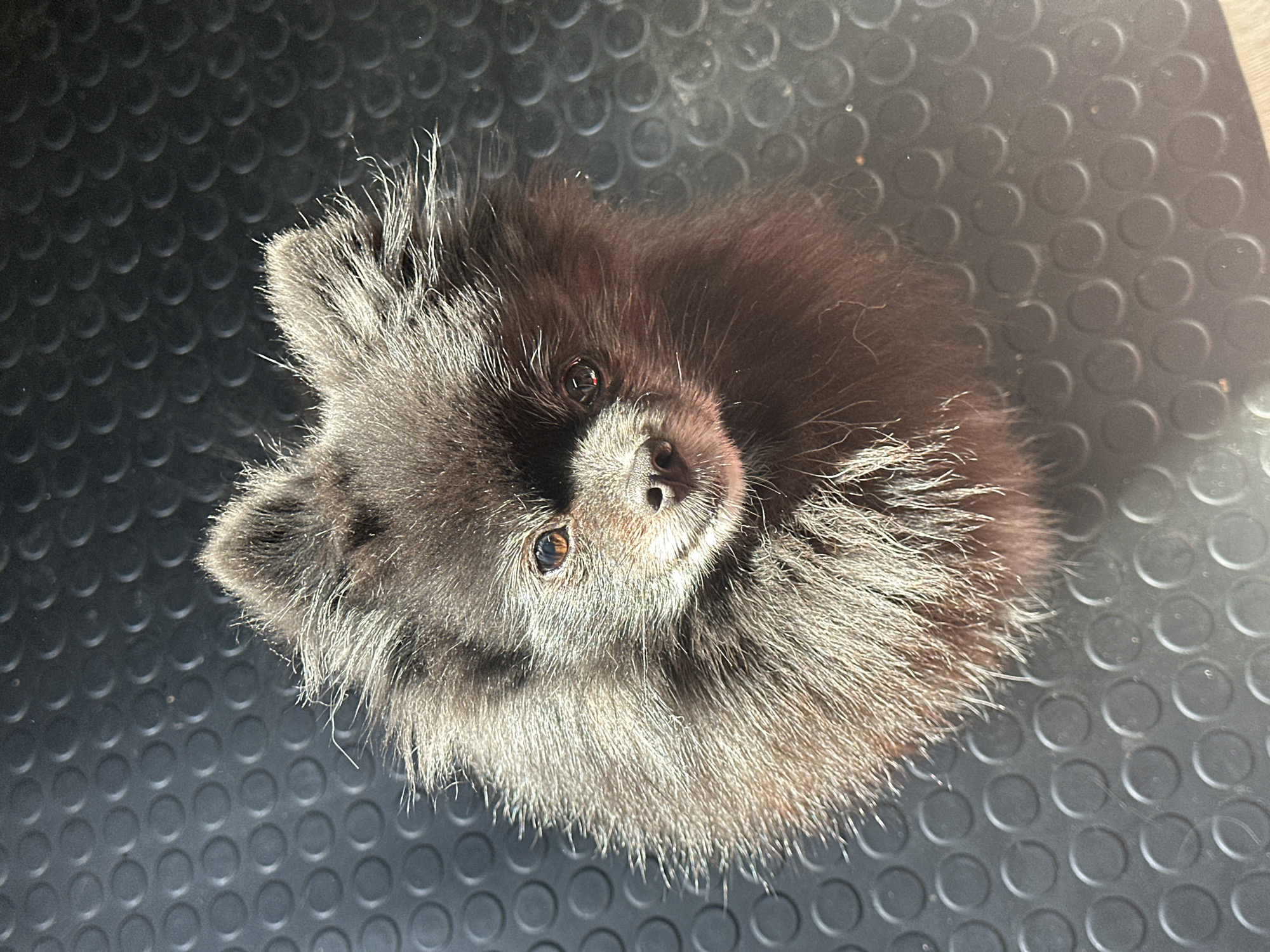 A black Pomeranian dog is lying on a black, textured surface with circular protrusions. The dog is facing the camera, looking up. The lighting is bright and even. No identifiable location or other people are visible.