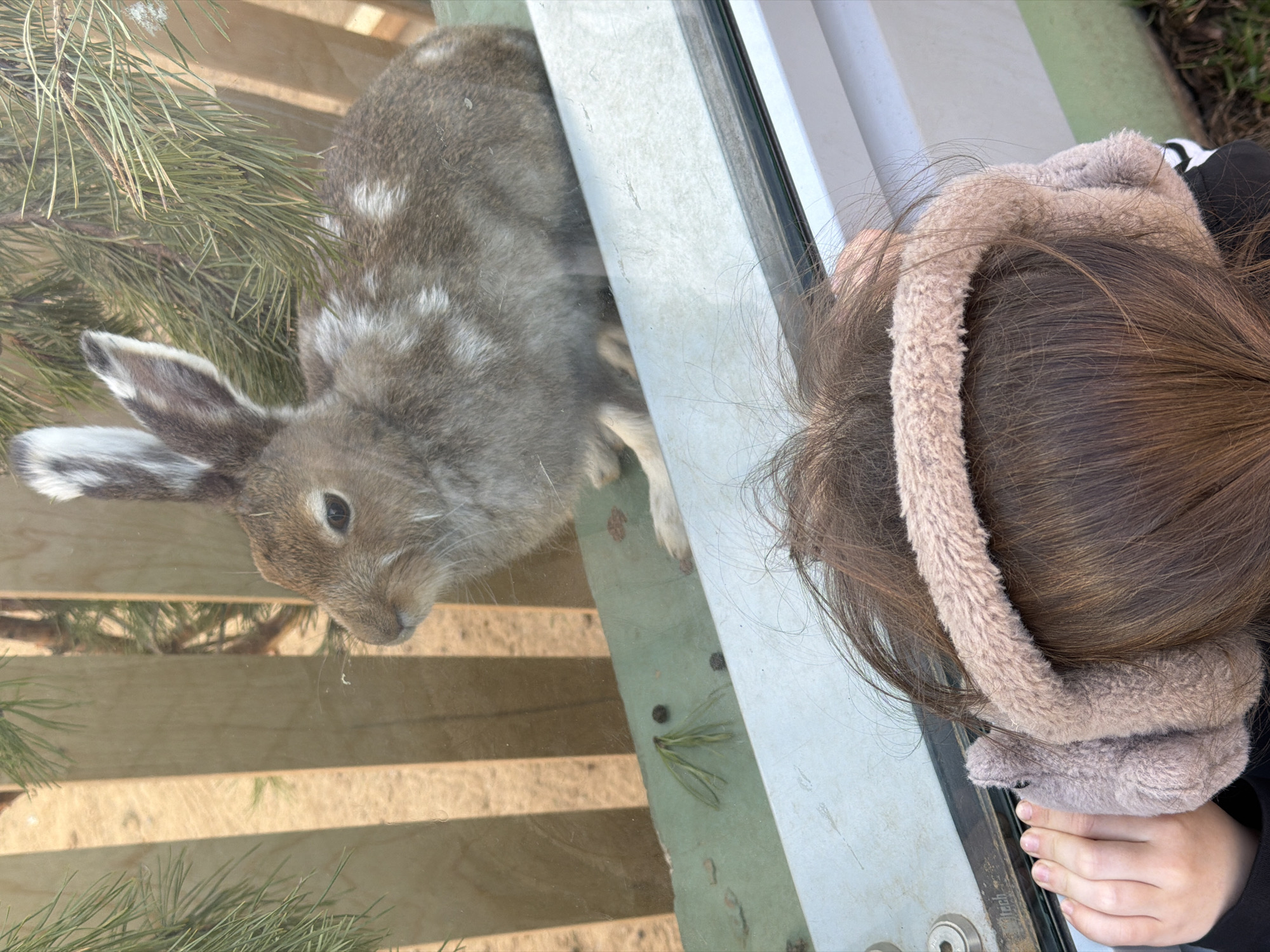 A medium shot captures a rabbit through a transparent barrier, likely glass, alongside a child. The rabbit, with gray fur and white spots, is positioned near pine needles and a wooden slat surface. A child stands to the right, visible from the shoulders up, wearing a fuzzy, light brown headband. The child's hair is brown. The backdrop includes visible outdoor elements. It's impossible to verify the location is Perm, Russia based on the visual information provided.