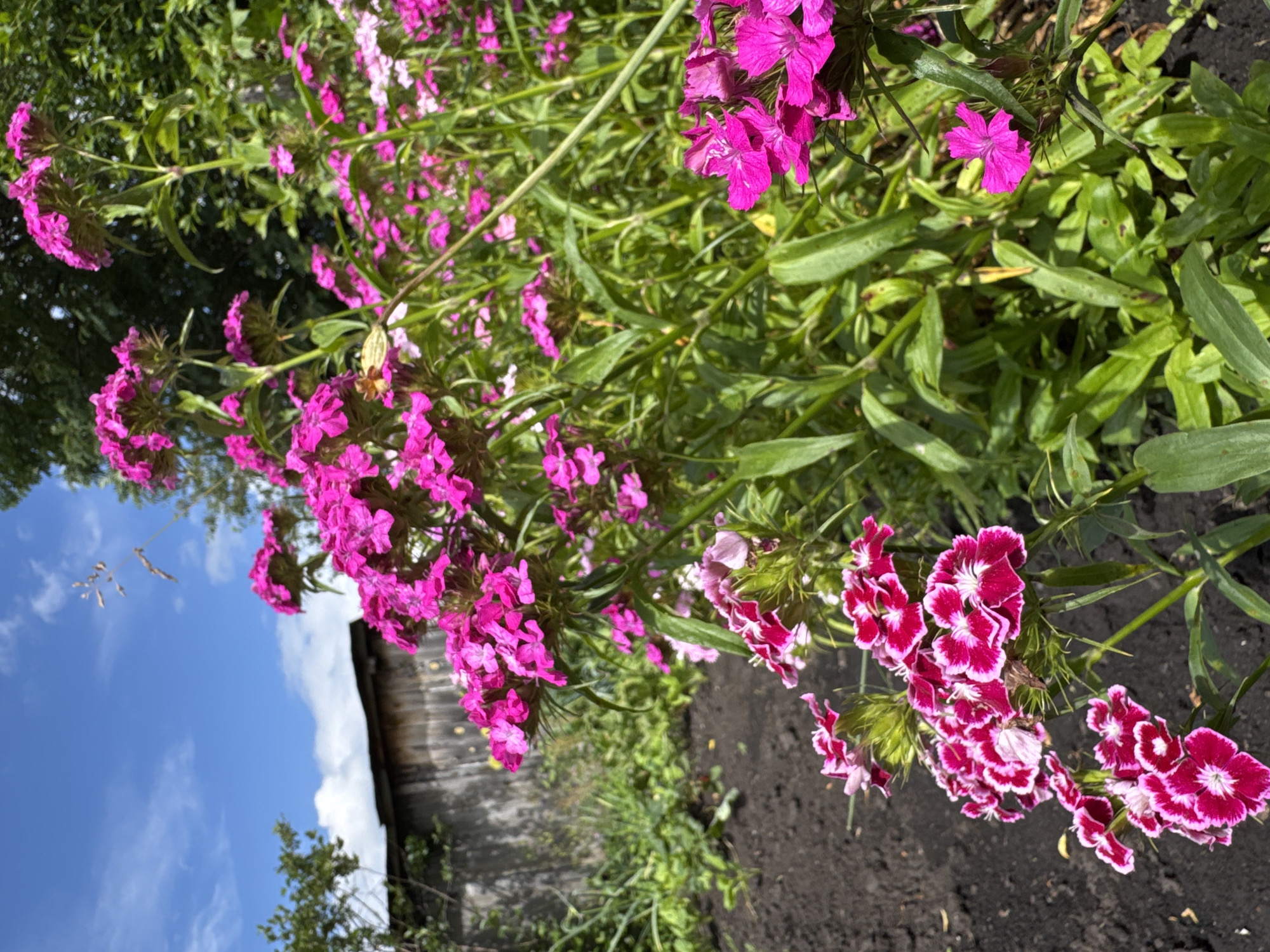 In Mursalimkino, Russia, a cluster of bright pink dianthus flowers bloom in a garden under a clear blue sky with scattered white clouds. The flowers, with their fringed petals, are in various stages of bloom, with some buds still closed. They grow on tall, slender green stems, interspersed with lush green foliage. In the background, a weathered wooden fence stretches across the scene, hinting at the rustic surroundings of a rural or suburban area. The foreground is occupied by dark, rich soil, indicating a cultivated garden bed. The overall impression is one of natural beauty and a tranquil summer day.