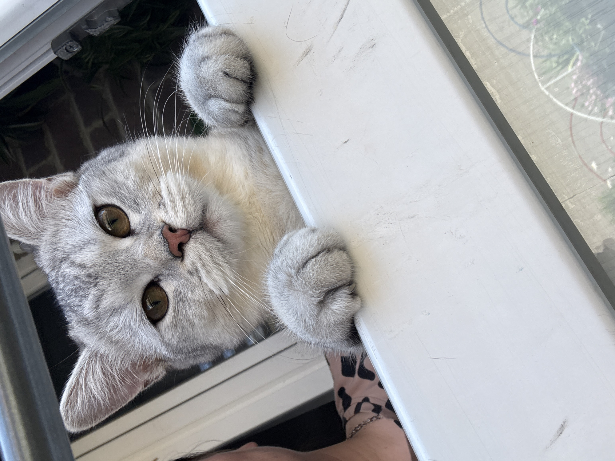 A close-up shot captures a silver and white cat peeking out of a window. The cat's head and front paws are visible, with its paws resting on the white windowsill. The cat has large, expressive amber eyes and a pink nose. Its fur is a mixture of gray and white, with tabby markings on its head and ears. In the background, out of focus, is a person wearing a leopard-print top and a silver chain necklace. The environment appears to be outdoors, with greenery visible behind the cat. The image is taken from a low angle, looking up at the cat. The lighting is natural, suggesting it was taken during the daytime. The image does not contain any specific visual cues to indicate its location in Mikhaylovsk, Russia.