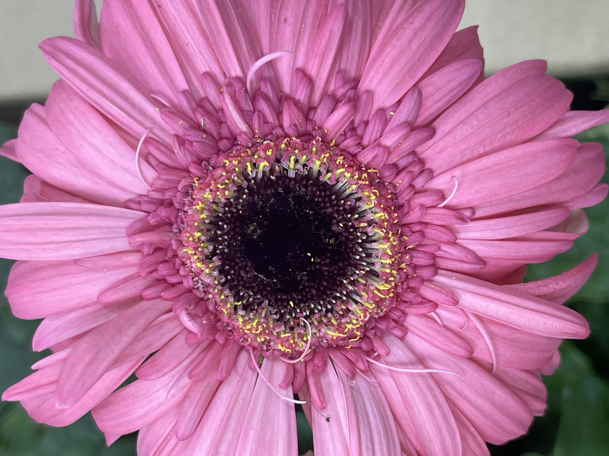 A close-up photograph depicts a vibrant pink gerbera daisy in full bloom. The flower's outer petals are a soft, uniform pink, arranged symmetrically around the central disc. The central disc transitions from shades of pink to dark brown in the very center, encircled by small yellow structures. Delicate, thread-like, white filaments extend outward from the center, interspersed amongst the petals. A few green leaves are visible in the background at the very bottom of the frame. The location is Unknown, Unknown.
